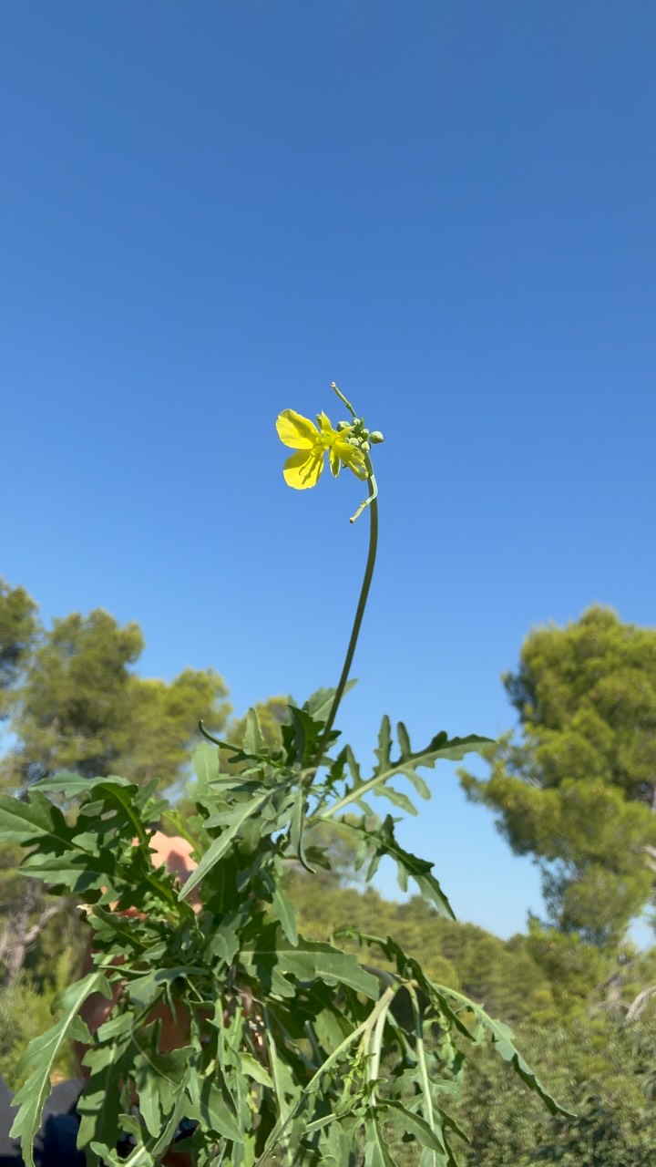 Schmalblättrige Doppelsame – Wilde Rauke oder auch Rucola genannt 🌿
Heute nehme ich dich mit zu einer spannenden Wildpflanzen-Entdeckung: der aromatisch-pfeffrigen Wilden Rauke. 🍃 Viele kennen sie nur aus dem Supermarkt, aber wusstest du, dass sie auch wild wächst – voller Geschmack, Würze und gesunder Inhaltsstoffe?
Sie steckt voller Vitamin C, Vitamin A, Vitamin K, Folsäure, Kalium, Calcium, Magnesium, Eisen, Ballaststoffe und reichlich Senfölglykoside – diese geben nicht nur den typischen, leicht scharfen Geschmack, sondern wirken auch antibakteriell und verdauungsfördernd.
Im Video zeige ich dir, wie du sie sicher erkennst, wo sie wächst und wie du sie in deiner Küche einsetzen kannst. 🌱✨
#WildeRauke #Rucola #Wildpflanzen #EssbareWildpflanzen #Kräuterkunde #Wildpflanzenliebe #Freigefühl