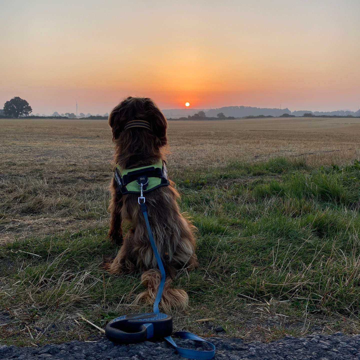 Early morning walk with Chester to beat the heat of the day. I wish that I was this motivated every morning! There are less people and more wildlife and wonderful views to be had in the hour after dawn. 🦌🐦🐝🌞🙂
