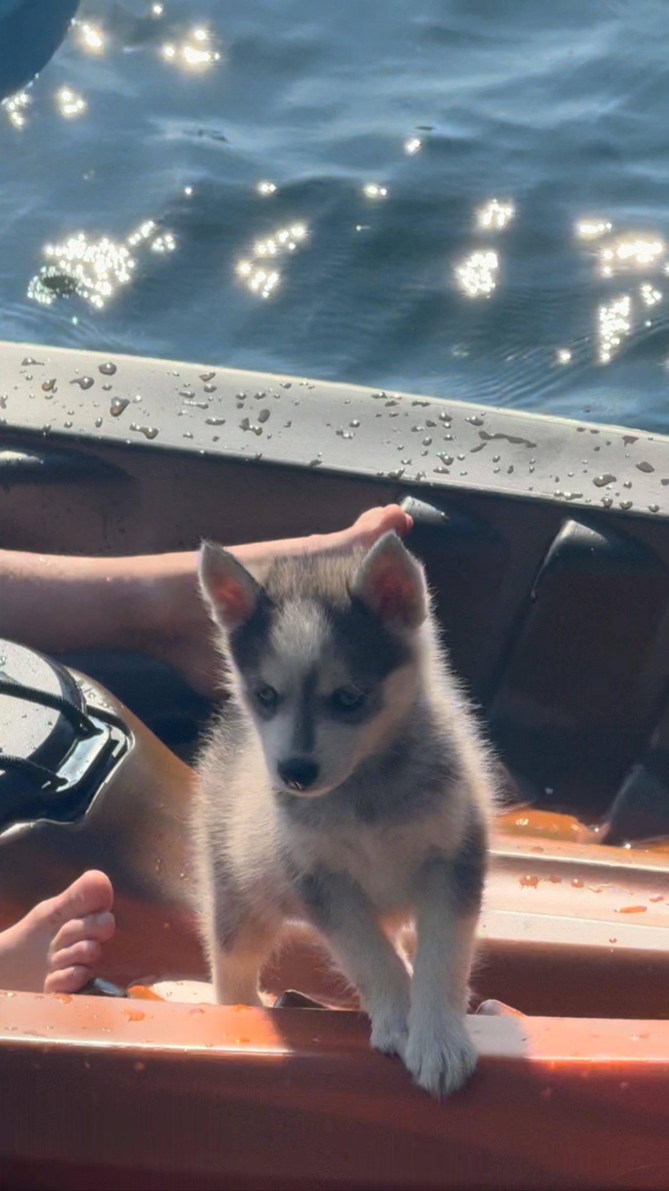 She can do anything!❤️#foxfirearcticspitz#hera#brave#perfectpuppy#cute#summerfun#pomsky#pomski#thepomsky#pomskydog#huskymix#pomskypup#pomskypuppy#pomskies#puppylife#puppyfun#puppylove#puppy#pup#pups#dog#dogs#canine#woof#siberianhusky#pomeranian#dogstagram#doggo#gooddog#doglife