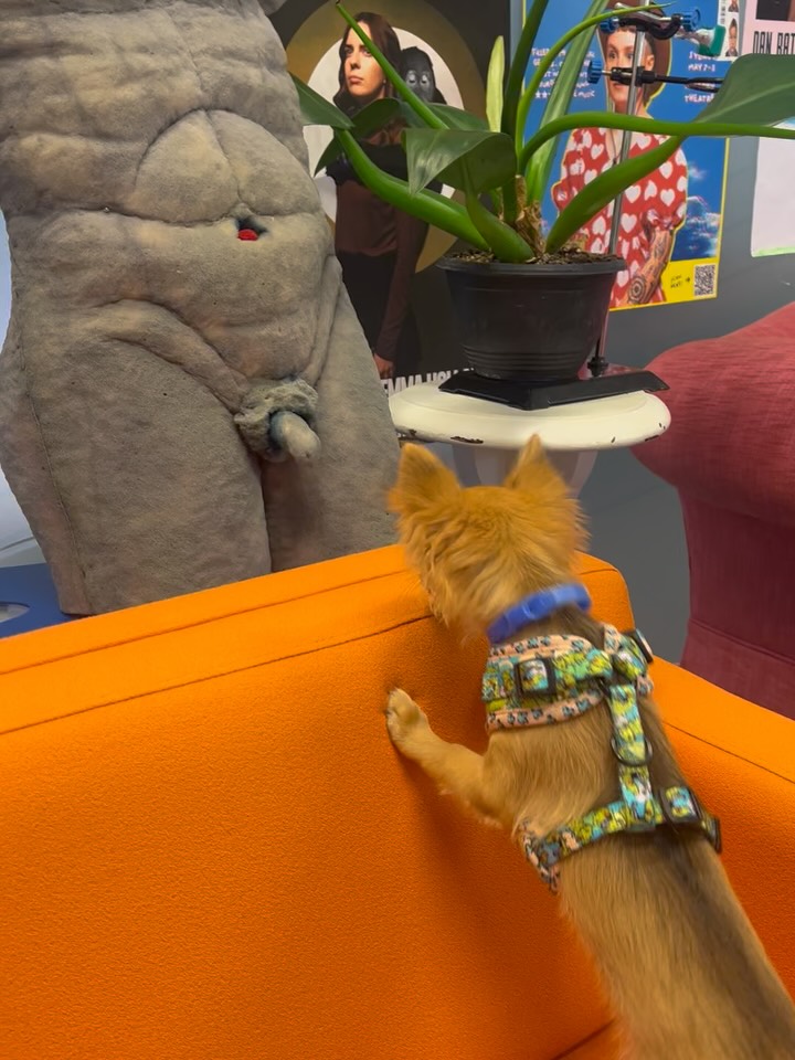 Happy International Dog Day 🐕 freaks
King is a heinous little creature who likes to roll in dead things, mocks the sound of ambulances 🚑 and sneezes when he’s excited. I love him.