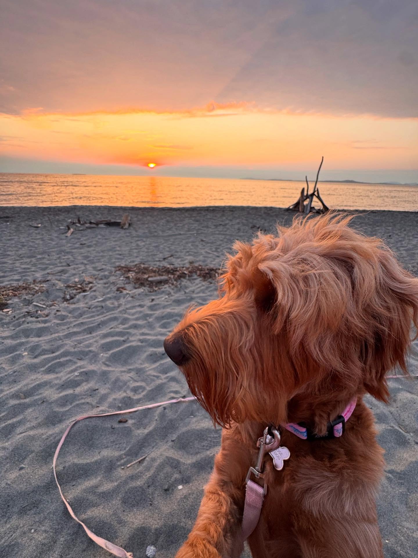 Hi friends 💗
There has been a lot of changes here recently and wanted to give a little update about where I am in life. First full of gratitude at the continued support and messages I receive and I just want to say thank you even if I’m not responding right now! I’m truly at capacity, so any message asking about mold support, questions about CIRS, etc. will continue to go unanswered. I’m so sorry but I’m not an expert in that area as I new to navigating it myself 💗 thank you so much for understanding and you are welcome to check out my tiktok playlist CIRS where I talk about almost everything I have been through including testing.
Second we are finally moved into our new space! Hoping, praying, manifesting that this space will be safe for me to live in. I NEVERRRRR thought that this is where I would be in life, restarting at 31, masking when I go into certain spaces, looking at mobility aids to help with quality of life, taking 192843 meds and supplements and battling chronic pain & illness everyday but alas that’s exactly where I find myself. Lots of grief around the life I used to live and lots of gratitude for answers.
Last thing I want to share, I’ve always posted things very vulnerably because I truly believe that authenticity and vulnerability build community, help people feel seen and less lonely. Usually I filter it down a bit from what I truly want to say, for fear of oversharing or what will people think. Something I’ve battled for along time. But in honor of rebuilding myself, my life, & Virgo season (😂🤪😘🪄) every layer that I peel back and continue finding who I am at my core leaves me to be a bit more fiery and little less people pleaser, a little more “No” & a lot more boundaries for me 💅🏽 & thats going to start to coming through more in my content.
From here out I’m going to be posting whatever feels aligned. Maybe that’s an OOTD, maybe it’s a cool new product that I’ve found makes my life easier as a chronic illness girlie, or maybe some reiki/tapping, hope you stick around but get it if it’s not your vibe 😘 Ily for being here! 🥂 to new beginnings 🪄