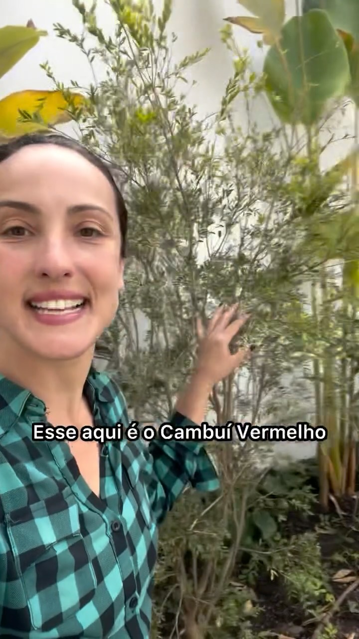 Você já conhece o Cambuí Vermelho (Myrciaria tenella)? É uma arvoreta nativa 🇧🇷 que chega ao porte de 5mts, tolera tanto sol pleno como meia sombra, dá frutos comestíveis, nutritivos e que são muito atrativos para pássaros também. Que tal experimentar novos sabores diretamente do seu pomar? 😉🌳
.
Have you ever heard of the Red Cambuí (Myrciaria tenella)? It’s a native tree from Brazil that grows up to 5 meters tall, tolerates both full sun and partial shade, and produces edible, nutritious fruit that’s also very attractive to birds. How about trying new flavors straight from your orchard? 😉🌳
.
#plantasnativas #paisagismosustentável #paisagismo #casaejardim #reformaeconstrução #jardimdecasa #pomar