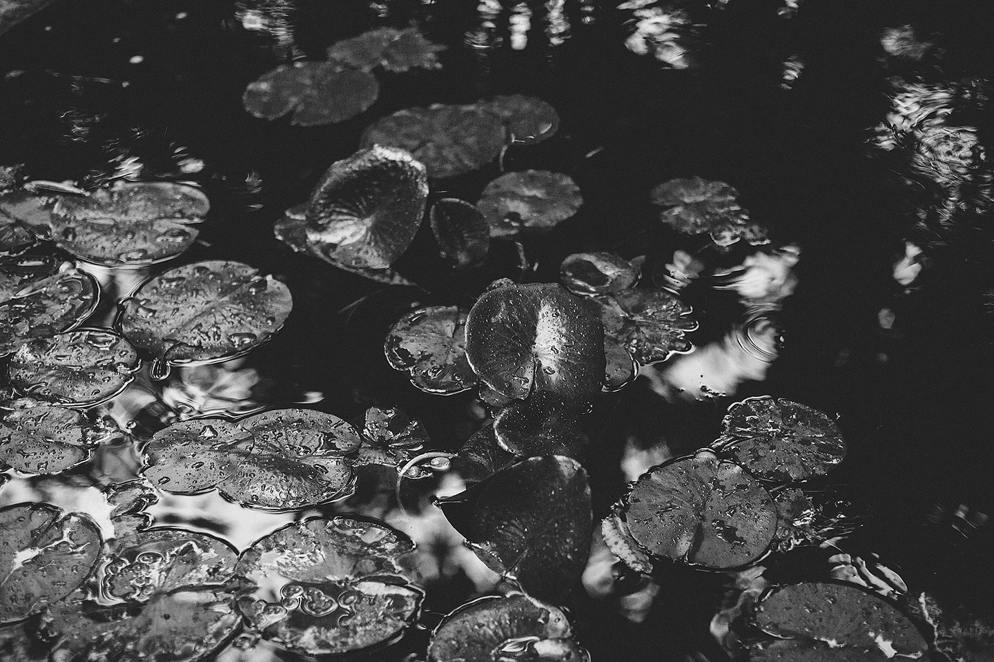 Nenufares bajo la lluvia, 2023.