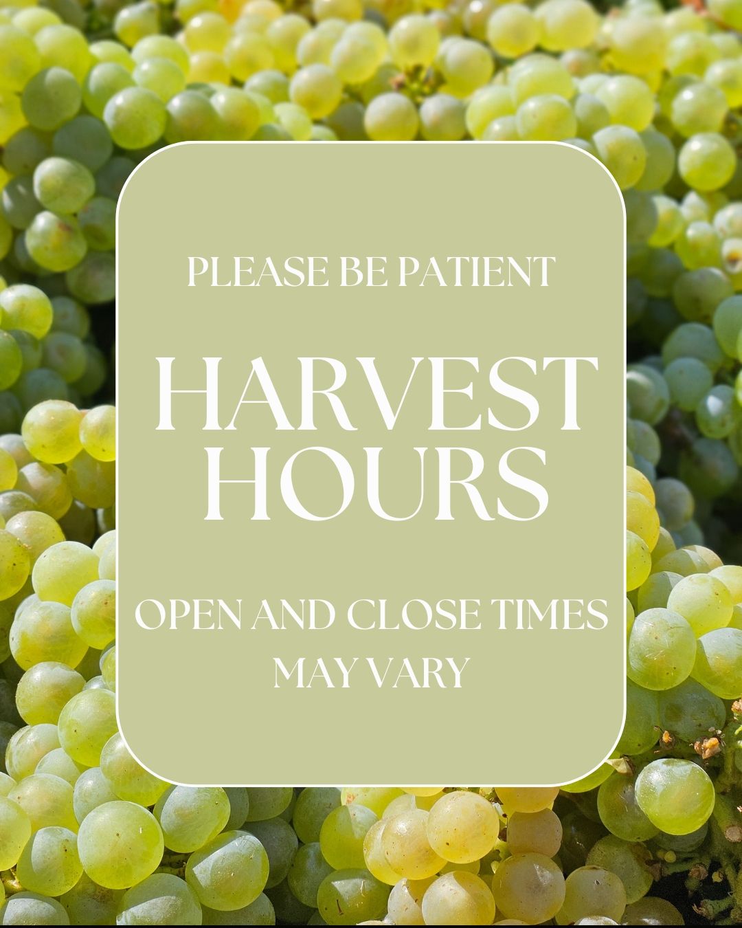 It is harvest season! Colter our amazing wine maker will be doing his best to keep our tasting room hours open and regular while also working his craft in the winery and managing our vineyard. If our doors are not open right at noon please be patient! We are excited to see you, just running late :)
See you this weekend
Saturday 12pm to 5pm
Sunday 12pm to 4pm