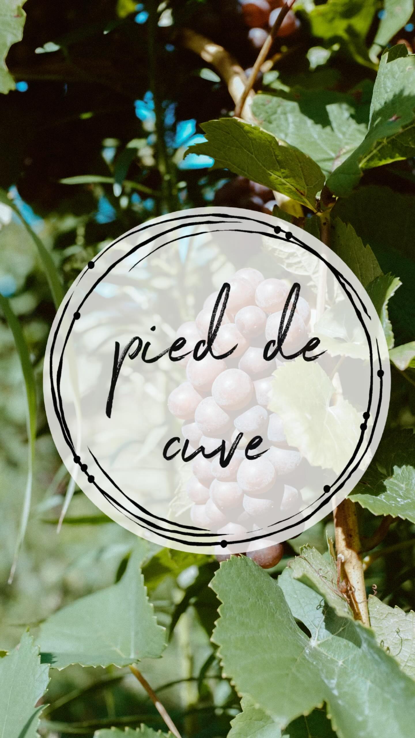 Last week, before harvest officially started, our winemaking team handpicked Pinot Gris for this year’s Pied de Cuve. (Pied du Cuve translates to “foot of the tank.”) Wes uses Pied de Cuve because it allows him to capture a native yeast strain that’s out and about on the grapes and flora in the vineyard. Additionally, it allows him to utilize potentially unique yeasts that are most likely native to the Finger Lakes and even possibly native to the Atwater farm. Wes explains, “There are dozens if not hundreds of native yeast strains naturally occurring on an individual farm. In my mind, it seems like a waste to not utilize them. There can be bad ones too, but by making a pied de cuve, it allows me a bit of safety before using it to inoculate the juice. Knock on wood, I’ve never had a bad pied de cuve, but if I do get a bad one, I can just dump it and start again. It’s essentially a sourdough starter but with grapes.”
?: @molly.b_photographs