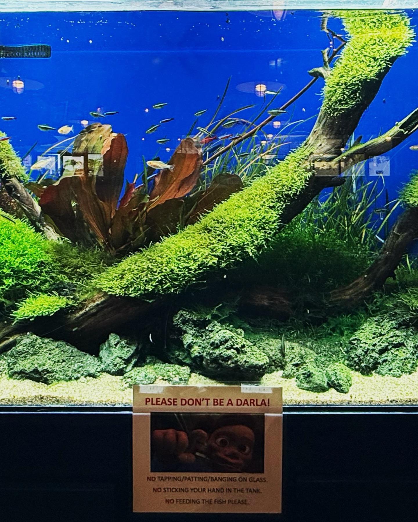 @aquascapes808 worked really hard on this tank, so we kindly ask…
Please don’t be a Darla! 🤣🙏🏼
Mahalo in advance!
#findingnemo #findingpeace #aquascapesofinstagram #aquascapeshawaii #goodfoodisgoodmood #qualityoverquantity #unclesfmbarandgrill