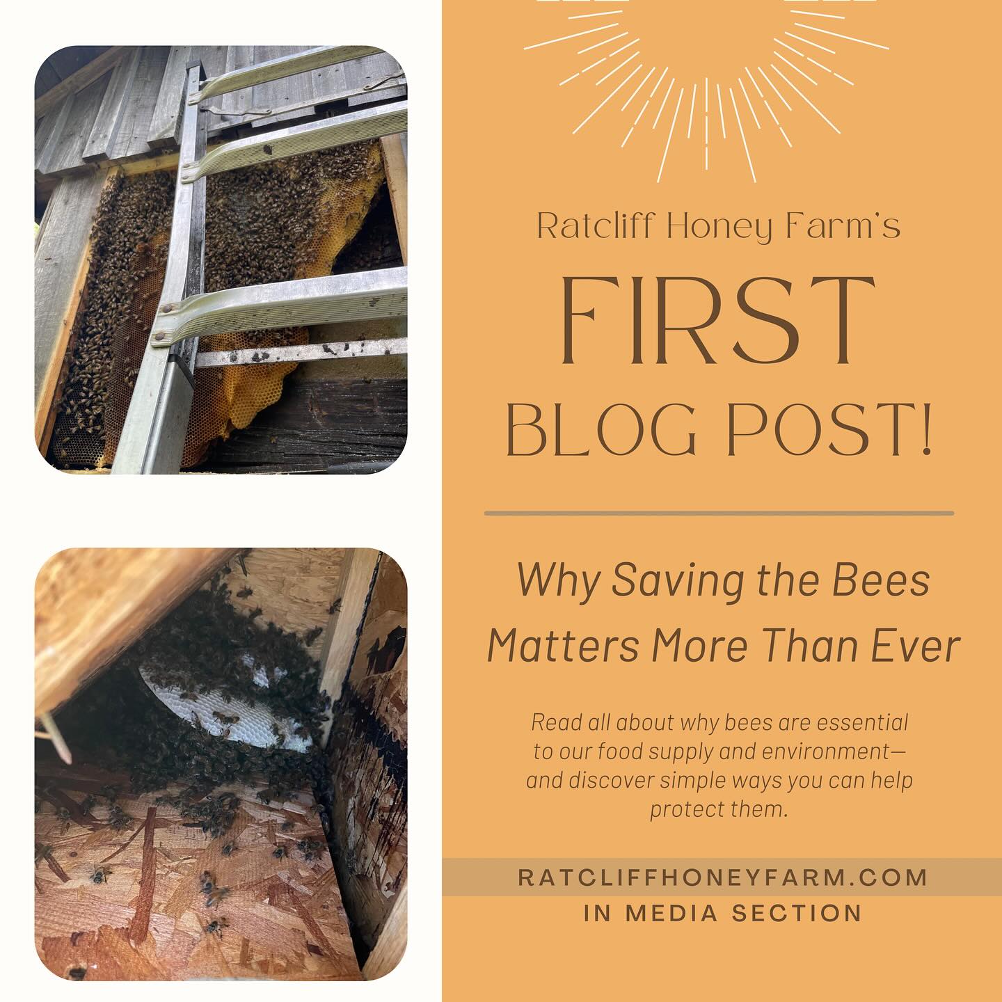 🐝BIG NEWS🐝
We just published our very first blog on our website! https://www.ratcliffhoneyfarm.com/post/why-saving-the-bees-matters-more-than-ever
