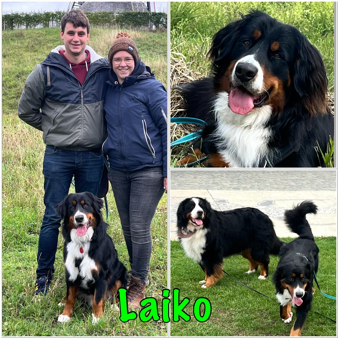 Uitvallen!! Het was even alle hens aan dek! Deze Berner Sennen, Laiko, kwam na een eerdere tussenstop bij een andere trainer bij ons in begeleiding. Bij de kennismaking schrokken we van de hevigheid waarmee hij uitviel naar alles wat bewoog: voetgangers, fietsers, auto’s en zelfs honden. Maar we zijn samen aan de slag gegaan met het traject: “Wandelen met een reactieve hond, Gold”. En met succes! 💪
Langzaam maar zeker werd alles duidelijker en beter. Mathieu en Stefanie volgden alle raad op en leerden Laiko begrijpen. Met hun nieuwe kennis kunnen ze gelukkig verder met hem. Heel erg bedankt voor het vertrouwen in deze moeilijke periode! 🐾🙏
Dit schreven de begeleiders:
“Toen we met onze hond Laïko bij Johan Delie terechtkwamen, zaten we letterlijk met onze handen in het haar. Wandelen was een dagelijkse uitdaging: blaffen naar alles en iedereen, uitvallen (gelukkig zonder bijten), en constante spanning. Dankzij Johan is Laïko nu rustiger, beter aanspreekbaar en veel meer in balans. Honden tegenkomen blijft een uitdaging, maar we zien vooruitgang.
Wat Johan onderscheidt, is zijn persoonlijke aanpak en inzicht in hondengedrag. Hij kijkt naar de volledige context en dat maakt het verschil. We blijven verder trainen en zijn Johan ontzettend dankbaar voor alles wat hij voor ons en Laïko heeft betekend. Een absolute aanrader voor wie op zoek is naar een trainer die écht het verschil maakt.”
#Berner #Gedragstherapeut #gedragstherapiehond #hondenreactiviteit #uitvallendehond #reactievehond #wandelenhond #hondentraining