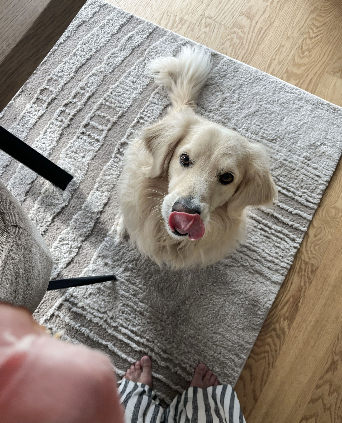 Jag: “Du får bara en liten bit.”
Svante: ???
Jag: …Ger hela skivan.
Vissa ögon går det bara inte att säga nej till.
Och vissa smaker är för goda för att låta bli.
Hemgårdsskinka, dubbelrökt med enris & alflis - för oss som bara vill ge det bästa till de bästa.
#förgodattlåtabli #påläggsälskare #hemgården #smakerföralla #hundmedsmak #röktskinka #värmlandssmak