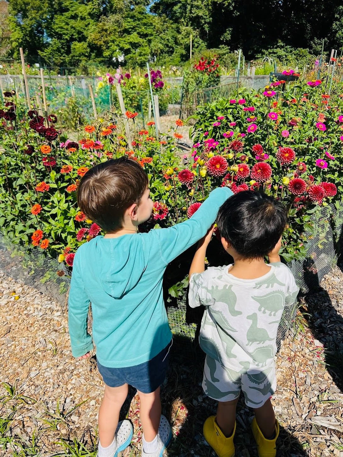 garden visits and making new friends is a pretty big dill over here ?????#darienct #dariennaturecenter