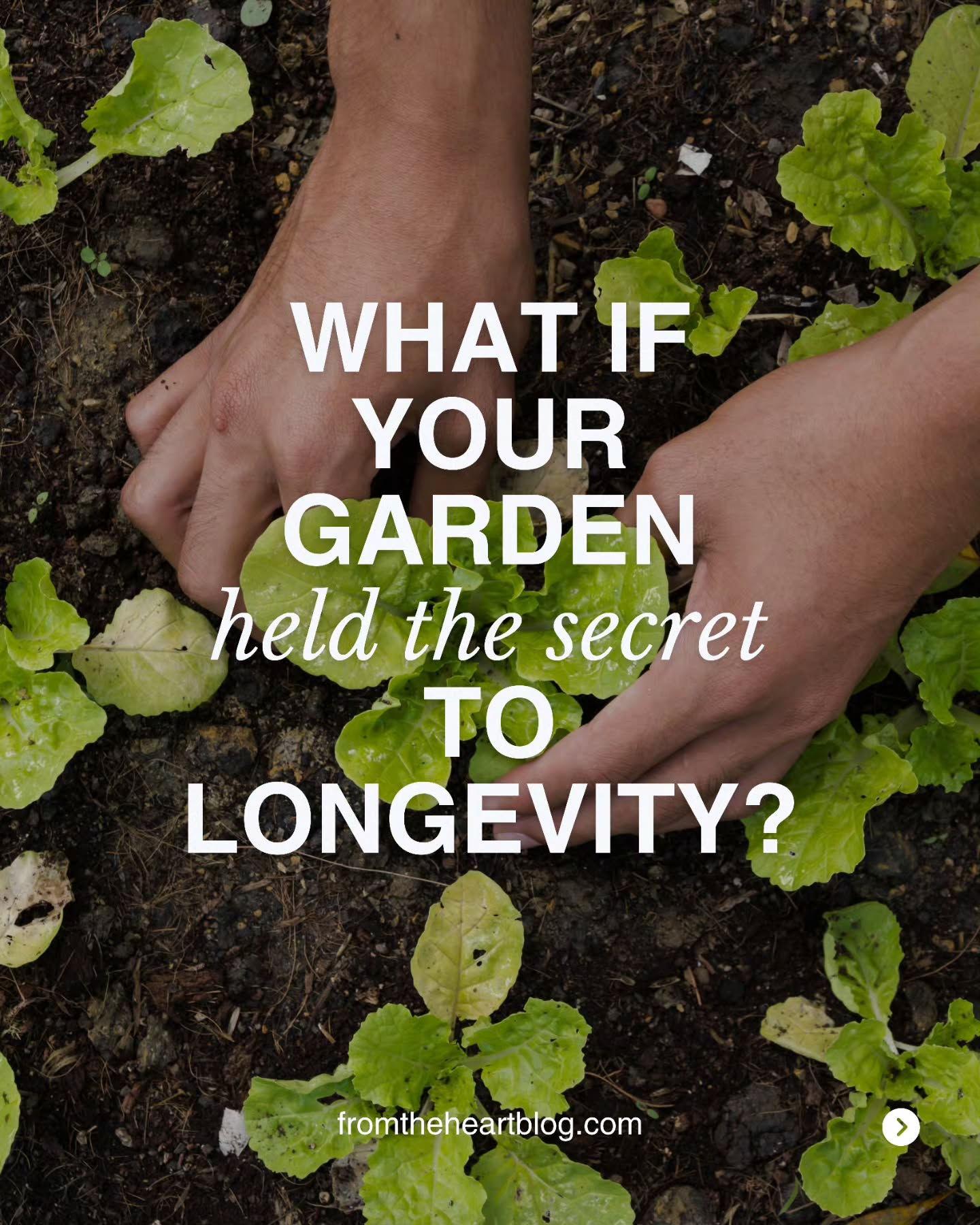 🌿 Read the Article Gardening (The Fountain of Youth)
“My ficus tree is older than my children, a companion I’ve dragged through seasons for decades.
Every spring, it reminds me of a truth: life flourishes when cared for.
Science now echoes what our ancestors always knew the garden is a healer. The soil feeds our microbiome. The sunlight lifts our mood, lowers our blood pressure, aligns our inner clock. A patch of dirt becomes a sanctuary, a fountain of youth.
Go outside. Plant something. Let nature nurture you back. The medicine was always there, growing quietly beneath our feet.”
#gardeninglife #gardenlove #healthjourney #lifestyle