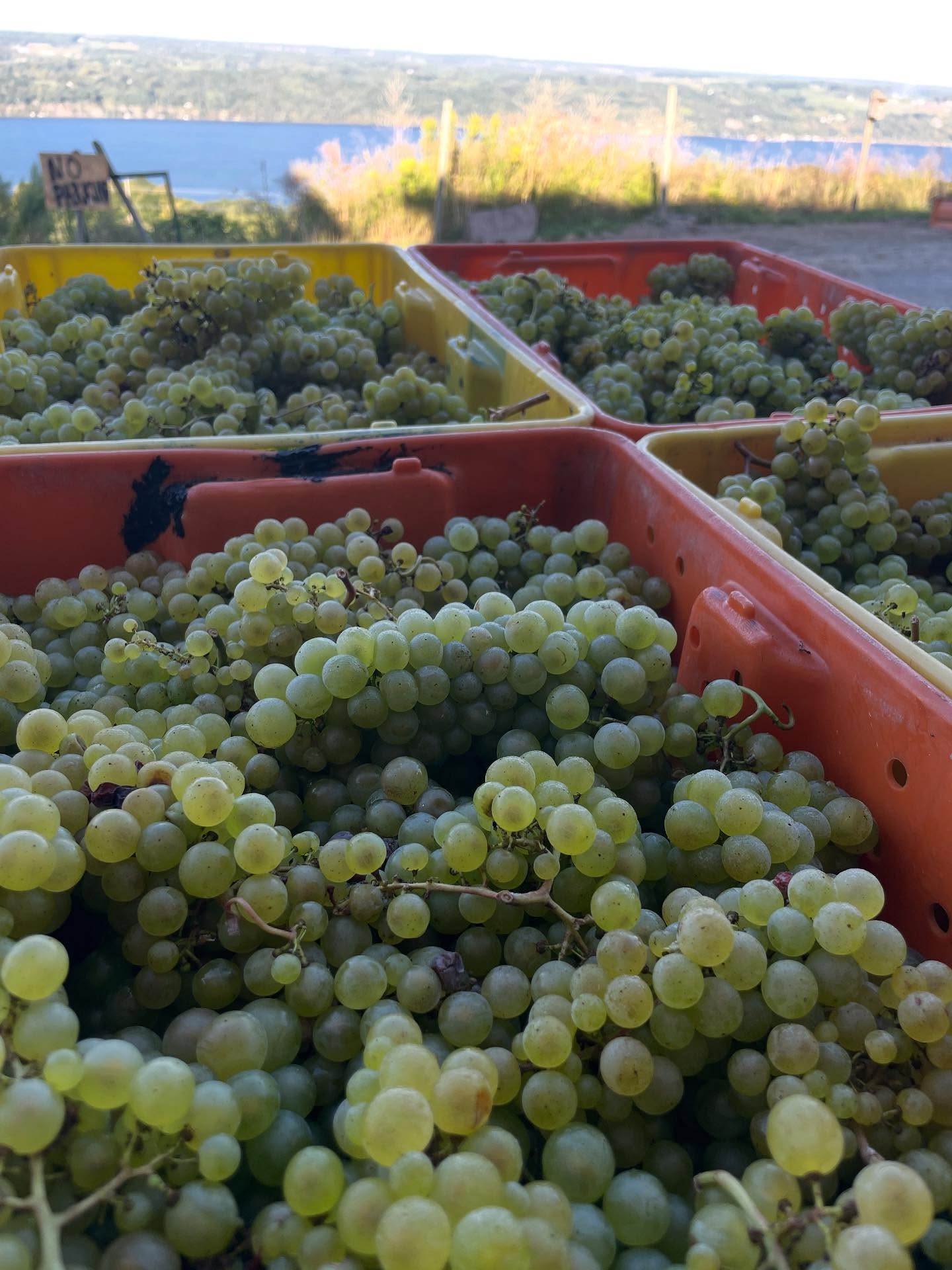 We’ve had almost a month of harvest! It’s gone by so quickly. Thus far, the grapes look beautiful, and we’re all excited about the 2025 vintage. Check out the winemakers processing Chardonnay!