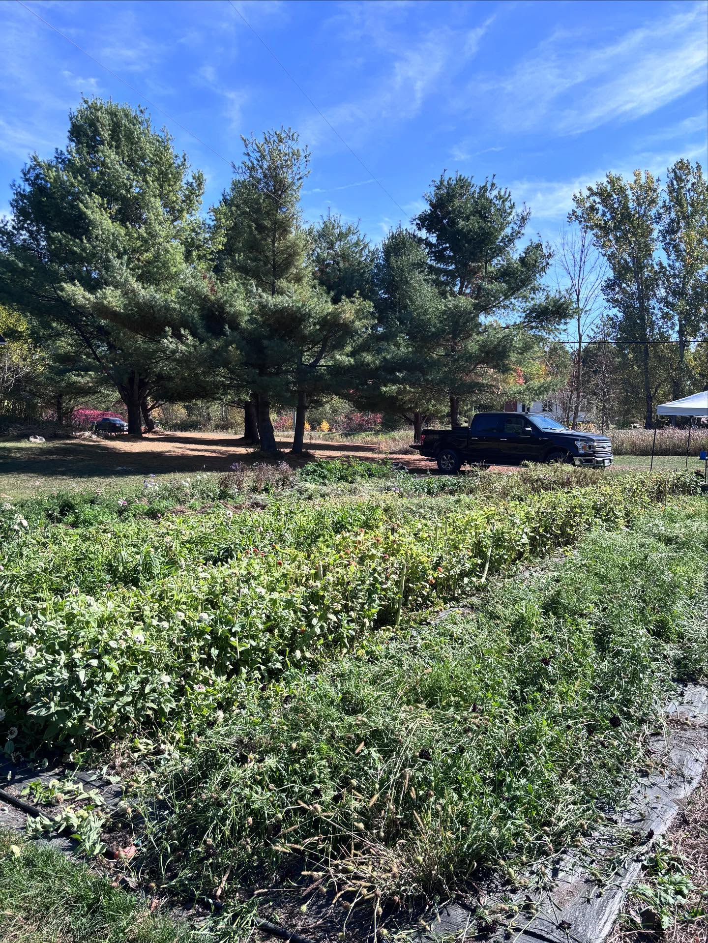 Haircut Day!
I’m not gonna lie, I love destroying the field almost as much as I do planting, weeding, and taking care of it.
There’s something so cathartic about tearing it all down and starting again each year. It gets me so excited for the next season.
A HUGE THANK YOU to everyone who supported my little farm!! 🩵
Whether you
- bought flowers
- checked out the Flower Stand
- commented/reposted/liked/shared/engaged with any content
- came to a Pick Your Own
- or just listened to me fret about the drought all season 🤭
You’re so important to me and thank you so much! I’m going to take a little break from socials but I’ll be back with content once seed starting begins in January!
#localflowers #ottawaflowers #flowerfarm #grownnotflown #kinburn #fitzroy #constancebay #buckhamsbay #carp #dunrobin #arnprior #lanarkcounty #renfrewcounty #ottawavalley #ottawavalleyflowers #supportyourlocalflowerfarmer #womeninag #discoverunder1k