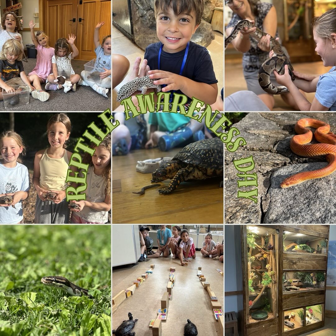 It’s National Reptile Awareness Day! This day serves as a day to educate the public on the importance of reptiles in our ecosystems and what kinds of challenges they face. The Nature Center is home to seven kinds of reptiles; corn snake, ball python, box turtle, leopard gecko, spotted turtle, painted turtle, and bearded dragon. Make sure you stop on by to visit our reptiles! #darienct #dariennaturecenter #reptileawarenessday