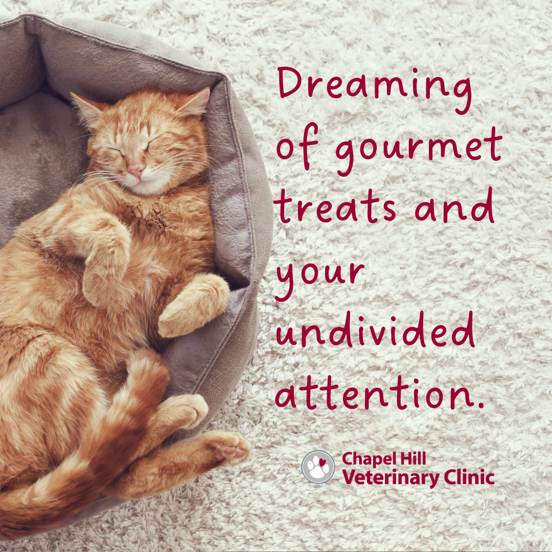 Not lazy, just energy-efficient. ๐พโก