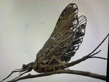 “Mayfly” Commission
16 feet high, stone base 5’0 long 3’-7 wide
“A healthy, thriving mayfly population is a strong indicator of a clean, healthy aquatic ecosystem with good oxygen levels and minimal pollution. Scientists monitor the presence or absence of mayflies and other macroinvertebrates to assess the health of rivers and streams.“
Stroud Water Research Center, Pennsylvania @stroudcenter
#veeverscarter #digbyveeverscarter #somersetsculptureandfoundry #stroudcenter
