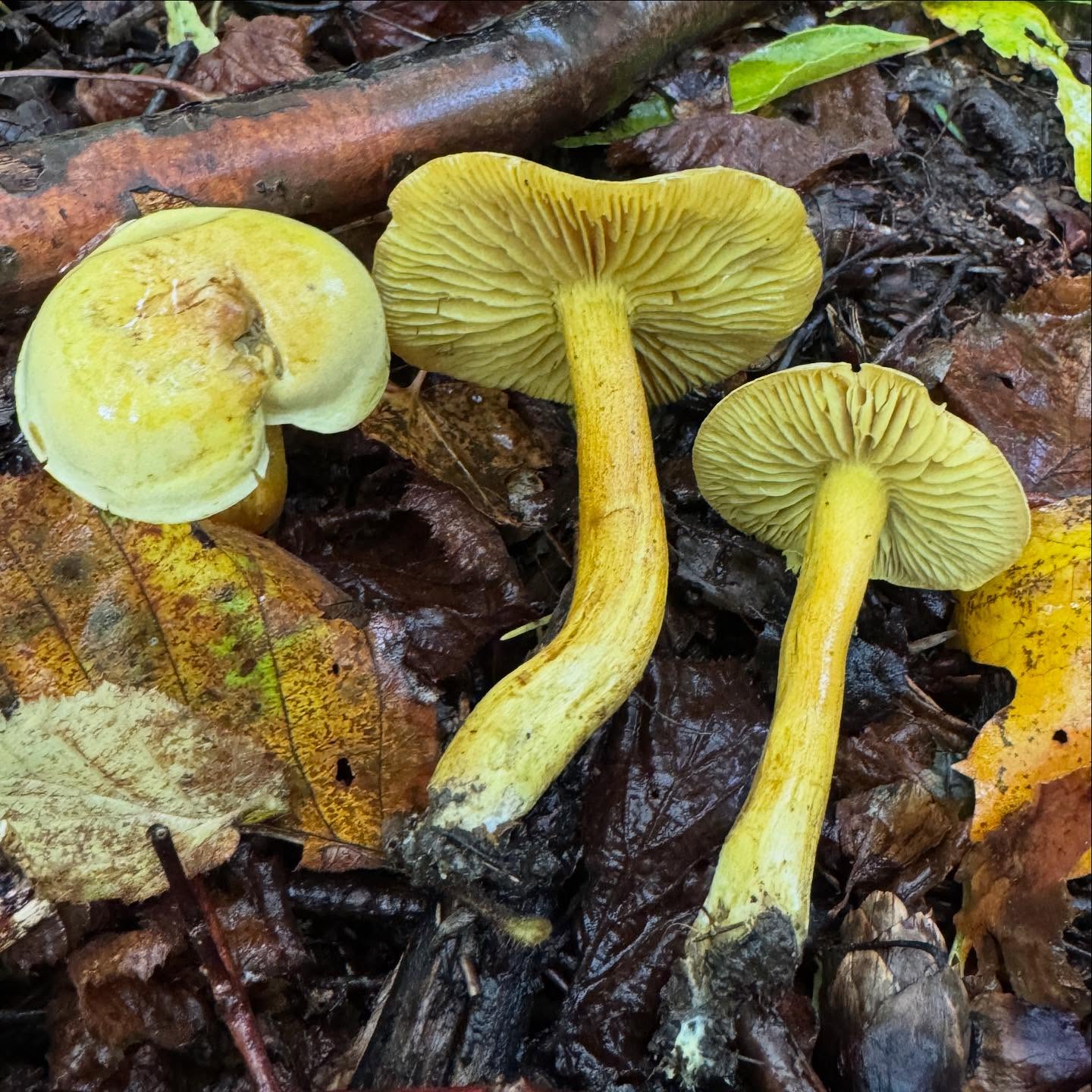 Svovelmusserong (Tricholoma sulphureum) er intenst svovelgul og har en skikkelig vond gassaktig lukt. Ikke matsopp, mistenkt giftig (Ikke for at noen ville funnet på å spise den!!) 😝
#svovelmusserong #musserong #Tricholomasulphureum #Tricholoma #sopp #giftigsopp #sopptur #soppjakt #soppsesong #skog #utpåtur #soppdilla #sopptillyoudrop #svamp #setas #hongos #pilze #grzyby #mushroom #mushrooms #wildmushrooms #mushroomhunting #mushroomsofinstagram
#mushroomphotography #shrooms #fungus #fungi #funghi #fantasticfungi #mushroomsoftheworld