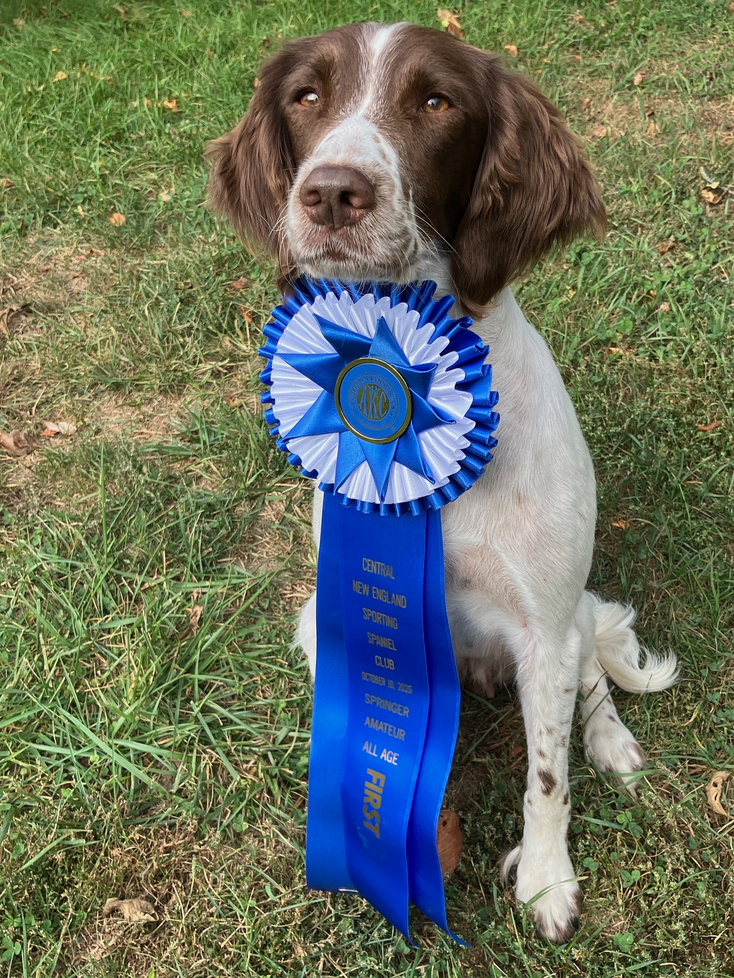 Congratulations to Betsey and Kite on their first place at the Central NE field trial.
Sunrise Kite of Crosswinds ~ Kite
Owner /Handler ~ Betsey
Central New England Field Trial ~ Amateur