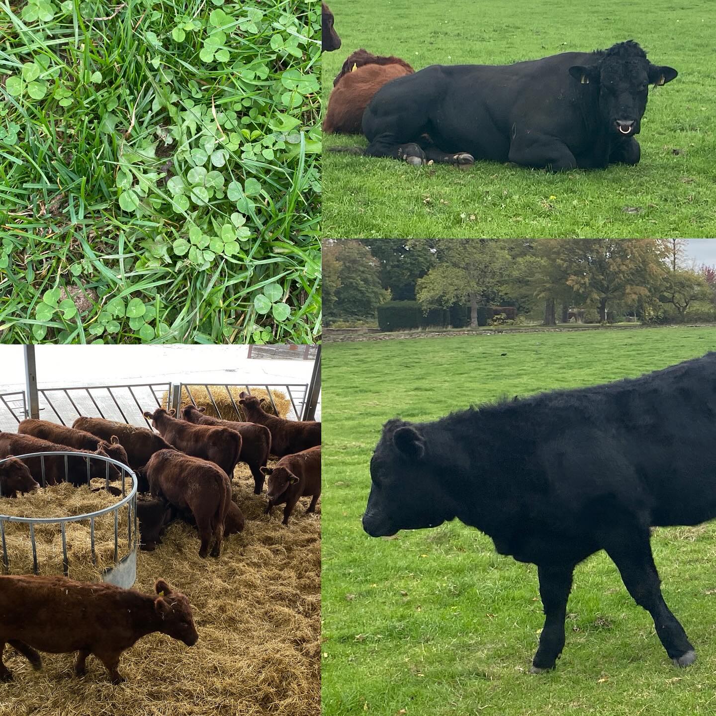 Today I was mostly thinking about beef! 🥩🐮🐂