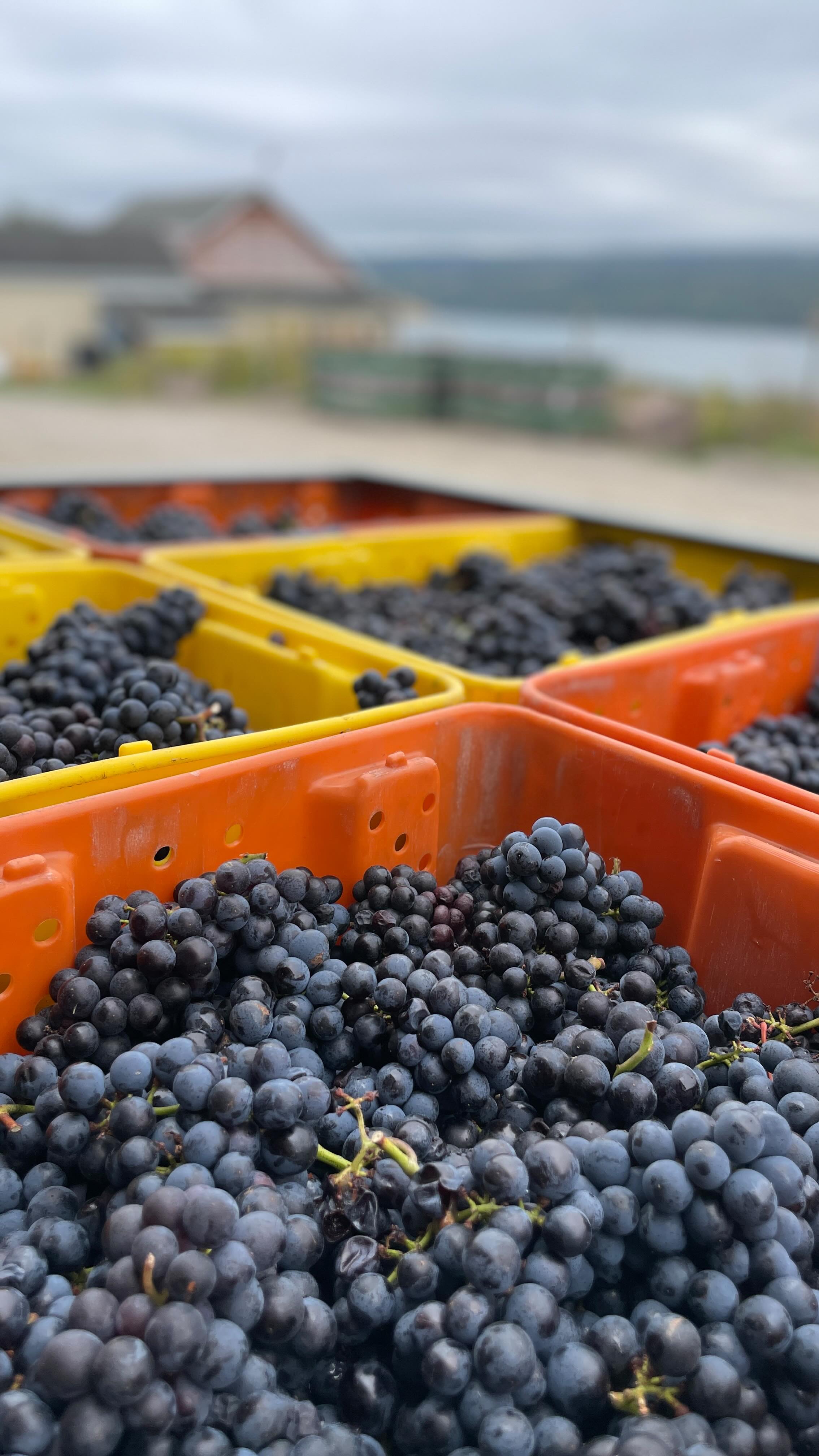Pinot Noir grapes are notoriously difficult to grow. Their thin skins and tight clusters make them susceptible to frost, disease, rot, and even wind or sun damage.
Our winemaking team carefully hand sorts the whole clusters for Pinot Noir before they go into bins to ferment. Any that don’t meet their strict standards are discarded—one of the reasons our Pinot Noir tastes so amazing!
Our vineyard team also gives careful attention to the grapes during the growing season to keep them healthy!!