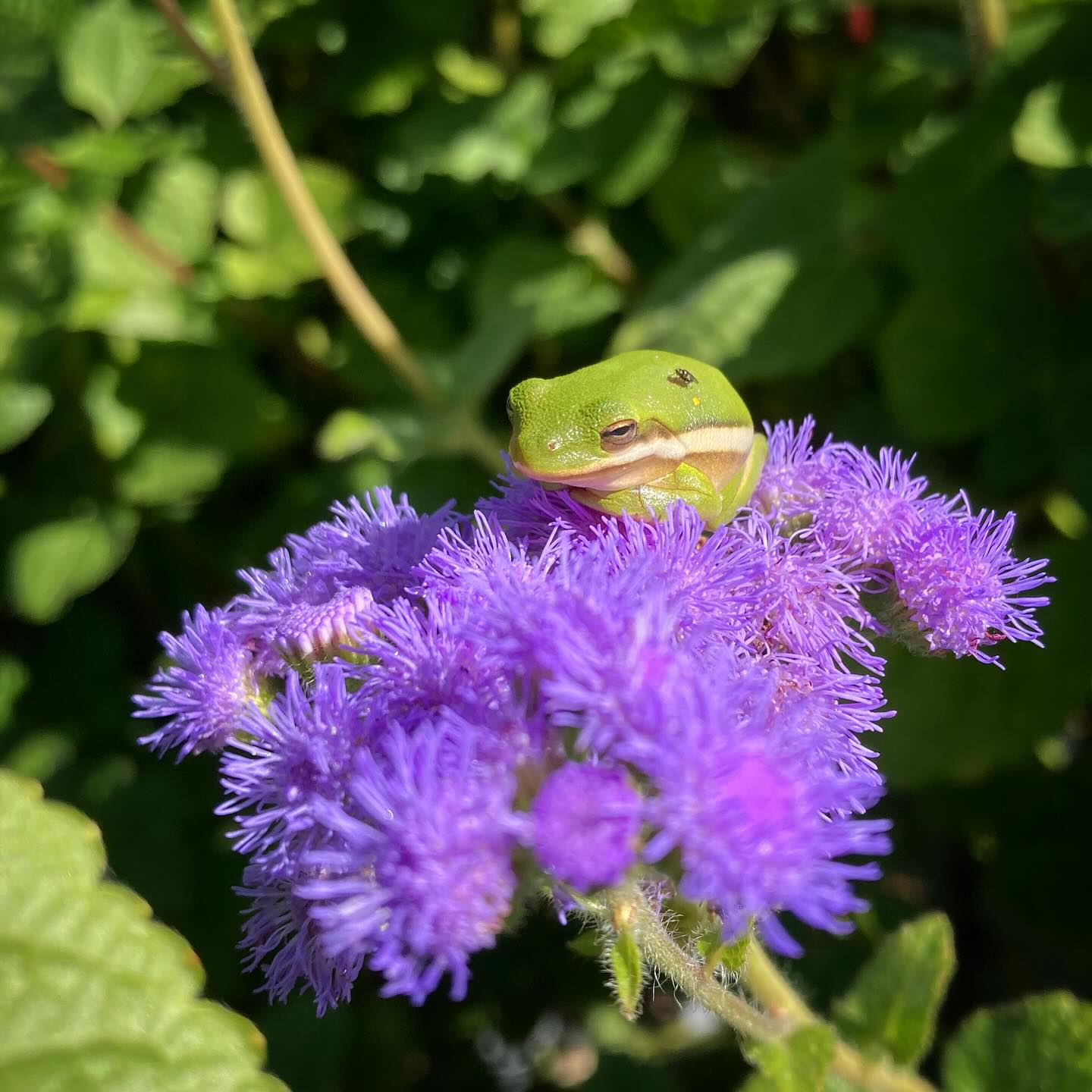 🥦🥬🍅💐🌻🥩🧅🥔🥒🌶️🫑 Friday October 10: Plenty of tomatoes coming in now, plus the fall lettuce and broccoli are in too. And we still have plenty of cucumbers, summer squash, and winter squash!
~~~
⏰ Our summer hours are Monday, Wednesday, and Friday from 2 to 6 pm, under the green shed by the Big Barn, entering via the main farm driveway (not the strawberry entrance).
🌞What’s in Season:
🍅Tomatoes,
🥦Broccoli,
🥬Lettuce,
🌳 Okra,
🫑🌶️ Peppers,
🍆Eggplant,
⚡️Squash,
💚 Zucchini,
🥒 Cucumbers,
❄️Winter Squash,
🥔 Potatoes,
🧅 Onions,
💐 Cut flower bouquets,
🐝 Local honey,
🌰 Local pecans,
⛰️ Katahdin lamb, and
🥩 Angus beef.
⏳Coming soon: Sweet potatoes, Collards, Cauliflower
🔎Latest updates: Call our recording at (919)732-7701, or check the latest Facebook/Instagram post.