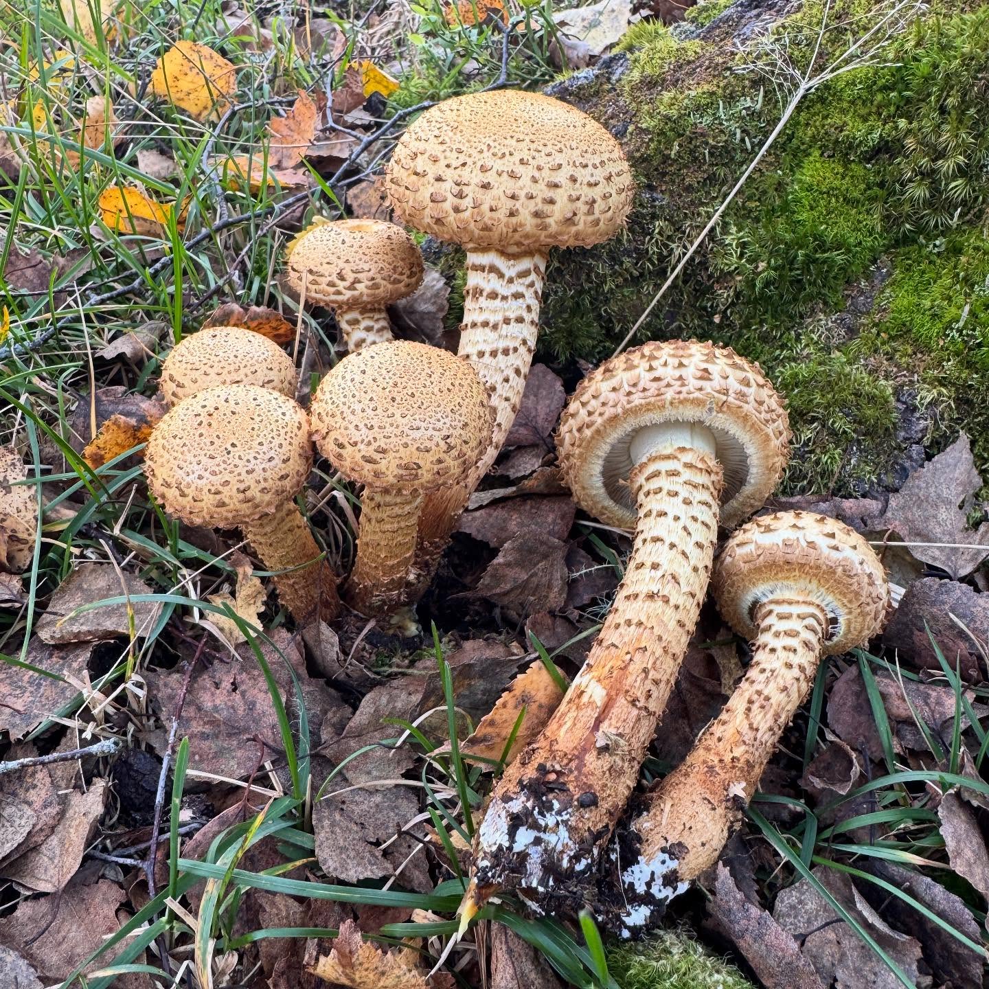Raspskjellsopp (Pholiota squarrosa) vokser gjerne i store knipper ved foten av løvtrær. Det latinske navnet squarrosa betyr «ru» eller «grov» og viser til de karakteristiske brune skjellene som dekker hele soppen fra stilk til hatt. Raspskjellsopp kan gi mage/tram-reaksjon og regnes ikke som matsopp.
#raspskjellsopp #Pholiotasquarrosa #Pholiota #natur #høst #sopp #sopptur #soppjakt #soppsesong #skog #utpåtur #soppdilla #sopptillyoudrop #svamp #setas #hongos #pilze #grzyby #mushroom #mushrooms #wildmushrooms #mushroomhunting #mushroomsofinstagram
#mushroomphotography #shrooms #fungus #fungi #funghi #fantasticfungi #mushroomsoftheworld