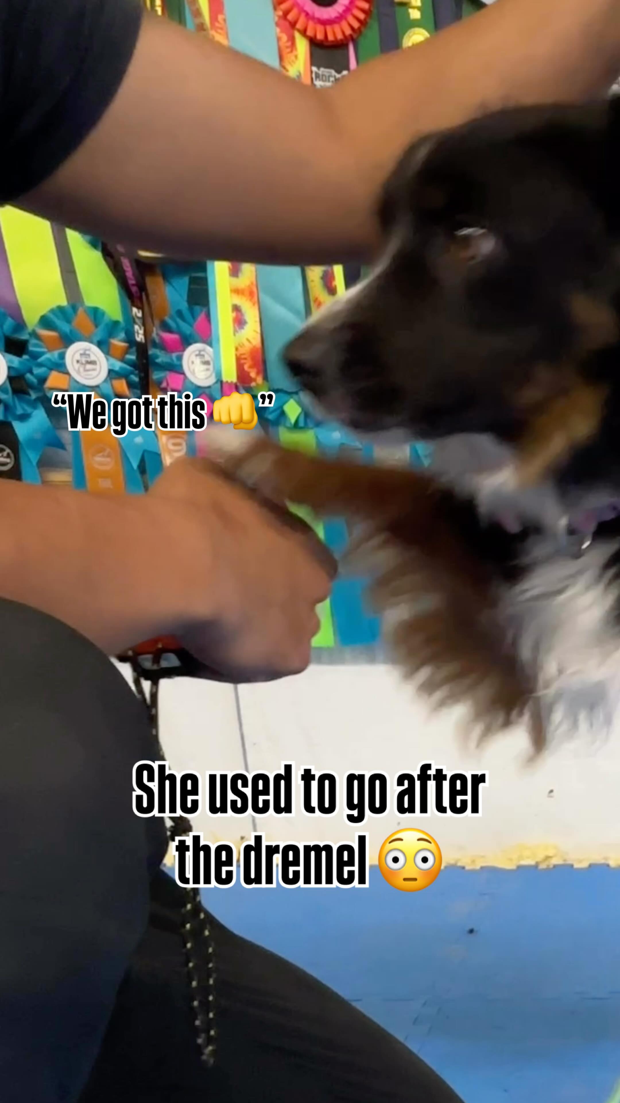 Same dog. Same Dremel. Whole new attitude.
Meet Willa, a 5-year-old mini Aussie who used to go after the Dremel every time we tried to do her nails 😅
This time, we used a muzzle, patience, and calm repetition — and she didn’t try to bite it once.
Her confidence is growing, and that’s what matters most!
Progress doesn’t always look perfect, but it’s worth celebrating!
#DogNailTrim
#ReactiveDog
#DogGrooming
#DogBehavior
#DogTrainingTips
#DogTrainerLife
#AnxiousDog
#FearFreeGrooming
#DogCareTips
#PetTok
#DogLovers
#PawCare
#GoodDog
#MiniAussie
#ProgressNotPerfection