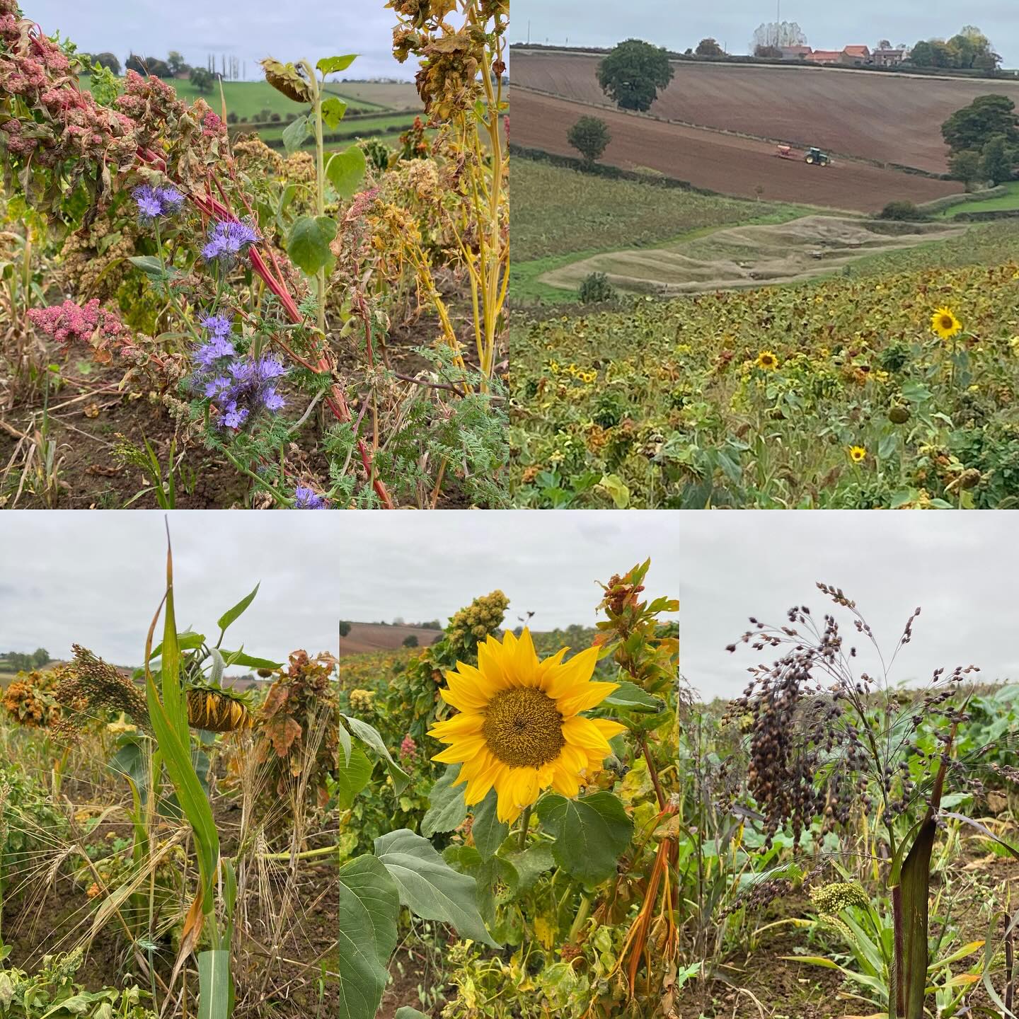 I’ve had an interesting morning at @woodboroughpark with Catchment Sensitive Farming and @andyarable learning about all the different mixtures of wild bird feed mixtures that they have been designing and trialing. It’s a great opportunity to hear about farmers real-time experiences with #SFI options. @andyarable has valuable knowledge and experience and presents it clearly and accurately while John Charles-Jones is able to describe the on-farm reality of tackling SFI.