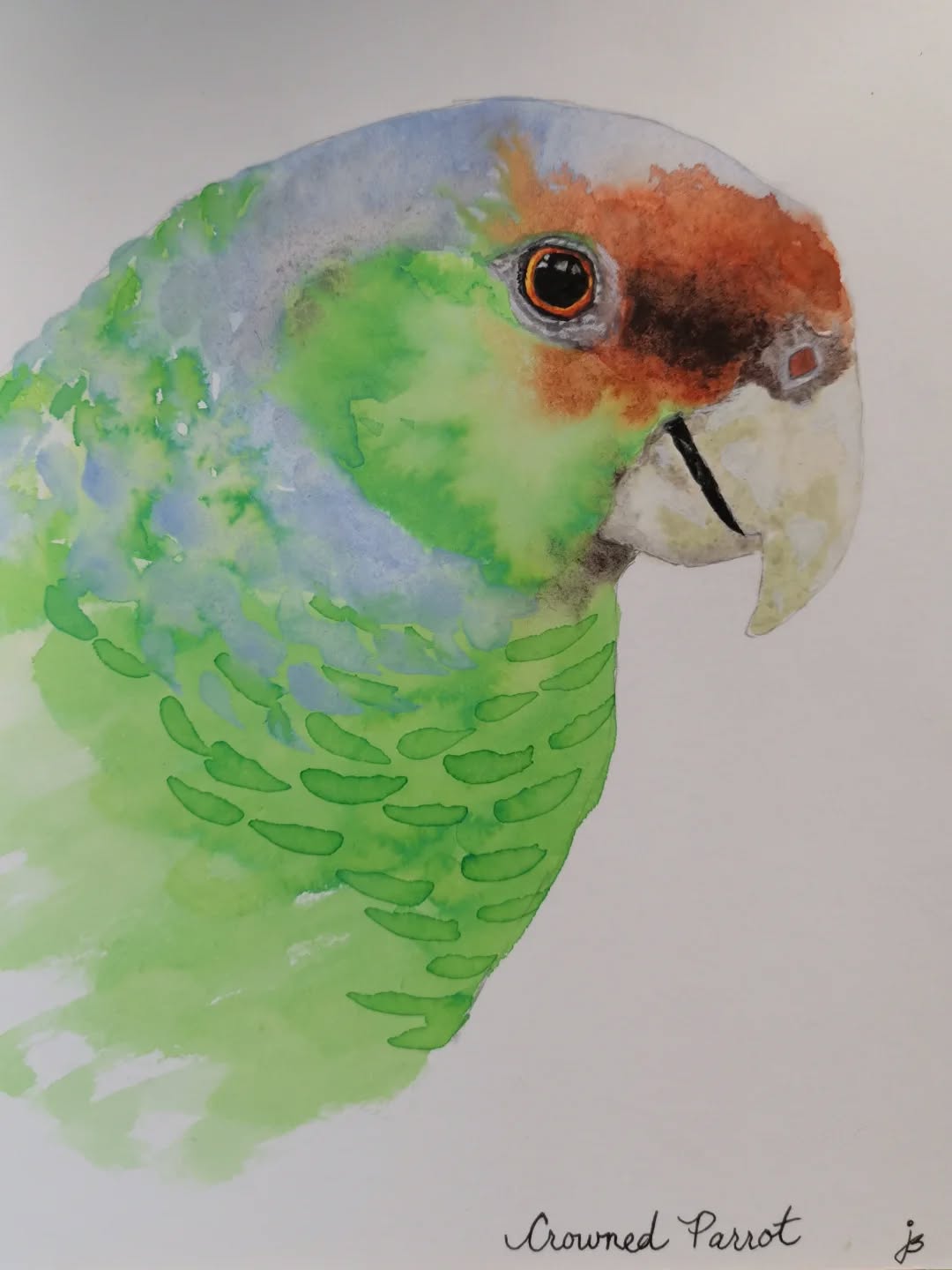 Lilac Crowned Parrot
Day 18 #Birdtober2025 #birdtober
This year I'm using watercolor, neocolors II, pastel and pencil crayons, charcoal, and gelly roll pens. Whatever floats my 🐦
I'm working on Clairefontaine watercolor paper 5.8x8.3" (A5) cold press paper.
@aholmesartstudio #ilovebirds #bird #birdartist #birdart #birddrawing #birdpainting #birdillustration #birdnerd #birbs #painting #drawing #illustration #birdchallenge #watercolorart #watercolorpainting #pencilsketch #fabercastell #clairefontainepaper