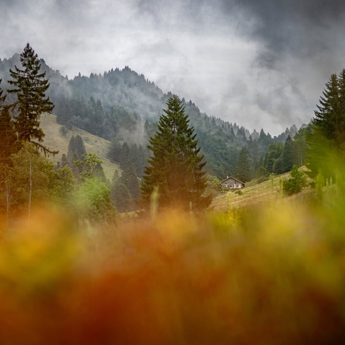 Herbstleuchten. Der Herbst legt sich gerade in voller Farbenpracht über unser Mittelbachtal. Ahorn, Buche, Birke und Co. haben sich rund um die Alpe in alle erdenkliche Gelb- und Orangetöne verfärbt und lassen nach und nach ihr Laub zu Boden fallen.
Unsere Kinder sammeln Kastanien und Nüsse wie Eichhörnchen, spielen mit dem raschelnden Laub und freuen sich an unseren Ziegen, die einen unstillbaren Appetit auf Herbstlaub zu haben scheinen.
Sehr besonders sind derzeit auch die Abendlicht-Stimmungen. Wenn die letzten goldenen Sonnenstrahlen auf die ohnehin in warme Farben getauchte Landschaft treffen. Bilder, die uns im Kopf bleiben für den bevorstehenden Winter.
Dieses Wochenende soll uns die Sonne aber noch einmal verwöhnen. Vielleicht habt ja auch ihr Lust, euch nochmal auf den Weg zur herbstlichen Sonnhalde zu machen.
Sonnige Grüße, euer Sonnhalde-Team
#alpesonnhalde #oberallgäu #allgäu #oberstaufen #alpwirtschaft #almwirtschaft