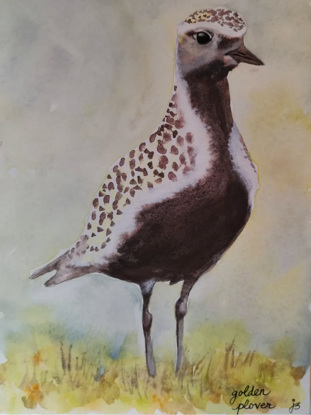 Golden Plover
Day 20 #Birdtober2025 #birdtober
This year I'm using watercolor, neocolors II, pastel and pencil crayons, charcoal, and gelly roll pens. Whatever floats my 🐦
I'm working on Clairefontaine watercolor paper 5.8x8.3" (A5) cold press paper.
@aholmesartstudio #ilovebirds #bird #birdartist #birdart #birddrawing #birdpainting #birdillustration #birdnerd #birbs #painting #drawing #illustration #birdchallenge #watercolorart #watercolorpainting #pencilsketch #fabercastell #clairefontainepaper