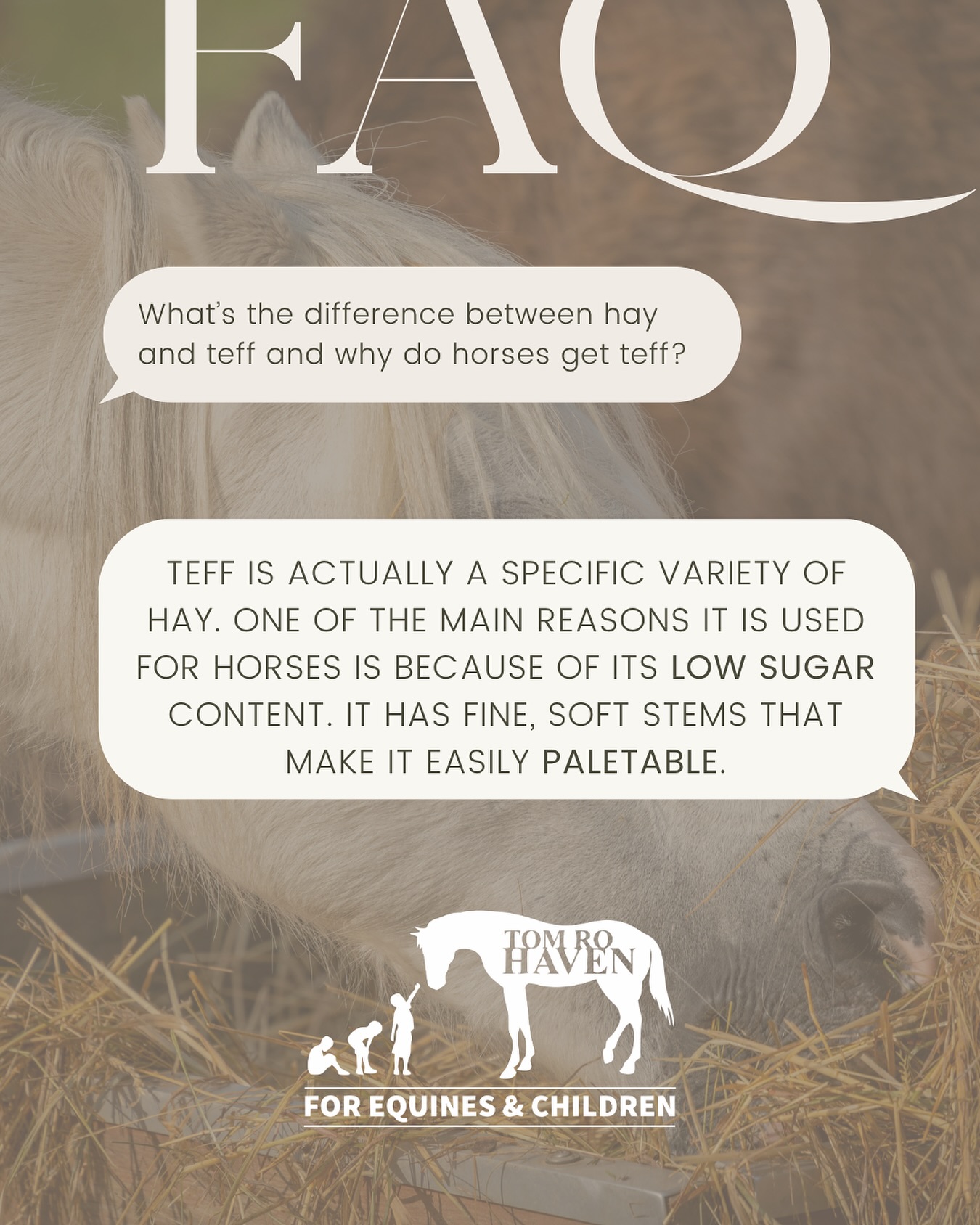 What’s the difference between hay and teff? 🌾🐴
You’ve probably heard us talk about teff when we mention feeding the horses — but what exactly is it?
💡 Teff is actually a specific type of hay!
It’s loved by horses (and by us!) because:
🌱 It’s low in sugar, making it ideal for horses that need careful dietary management.
🌾 It has fine, soft stems, which makes it easy to chew and super palatable.
So next time you see us unloading those big green bales — that’s the good stuff keeping our herd healthy and happy! 💚🐎
#TomRoHaven #HorseCare #EquineNutrition #FAQFriday #DidYouKnow #RescueRehabRehome #HorsesOfInstagram #HorseFacts