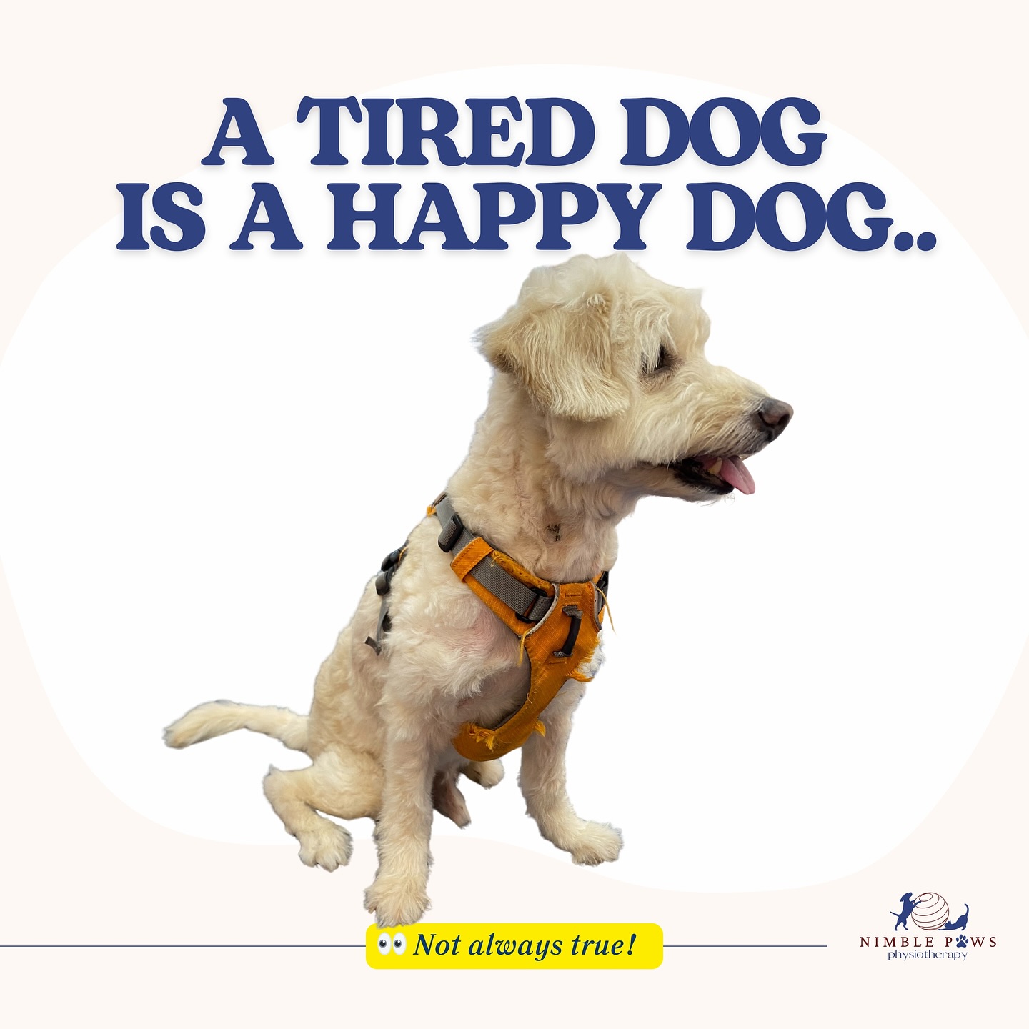 Tired ≠ Happy.
It’s common to think more exercise will help a restless dog settle — but when the body isn’t moving well, fatigue can cause more strain than relief.
Dogs that overexert on stiff or sore joints often compensate,
and what looks fine after play may turn into stiffness or limping the next day.
At Nimble Paws, we focus on how your dog moves — because healthy movement builds strength, balance, and recovery.
A happy dog isn’t the most tired one. It’s the one that moves freely and feels good! 🐕
🐾 Share this with someone who still says, “A tired dog is a good dog.”
#MovementMatters #CaninePhysiotherapy #NimblePaws #dogwellness #animalrehab