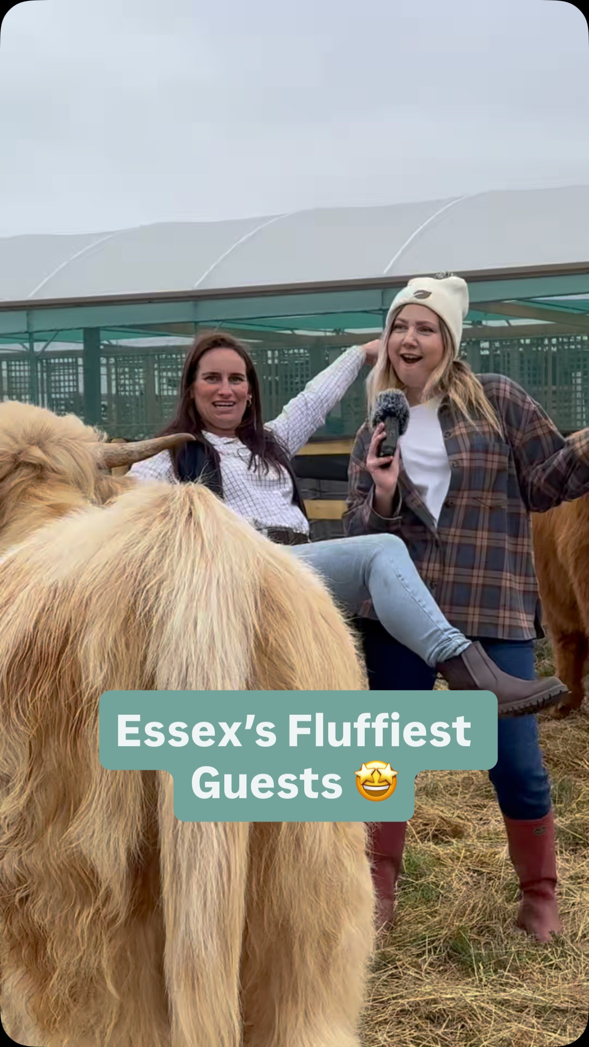Oh this was an absolute joy to film 🤣❤️
Last week, I headed down to Essex to see my good friend @chloe_at_the_farm to finally meet her wonderful highland cows 🤩
Currently lodging at @scottsofsouthendgardencentre , these fluffy residents are an excellent addition for guests picking their own pumpkins 🎃
Plus, they enjoyed a good brush while I was there 🥰
Go and listen to two gals having a laugh 🤭
P.S apologies for the delay on this one- with apps not working over the last few days, I’ve had technical set backs.
#highlandcows #pumpkin patch #farming