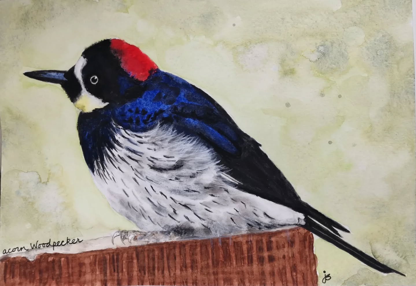 Acorn woodpecker
Day 25 #Birdtober2025 #birdtober
This year I'm using watercolor, neocolors II, pastel and pencil crayons, charcoal, and gelly roll pens. Whatever floats my 🐦
I'm working on Clairefontaine watercolor paper 5.8x8.3" (A5) cold press paper.
@aholmesartstudio #ilovebirds #bird #birdartist #birdart #birddrawing #birdpainting #birdillustration #birdnerd #birbs #painting #drawing #illustration #birdchallenge #watercolorart #watercolorpainting #pencilsketch #fabercastell #clairefontainepaper