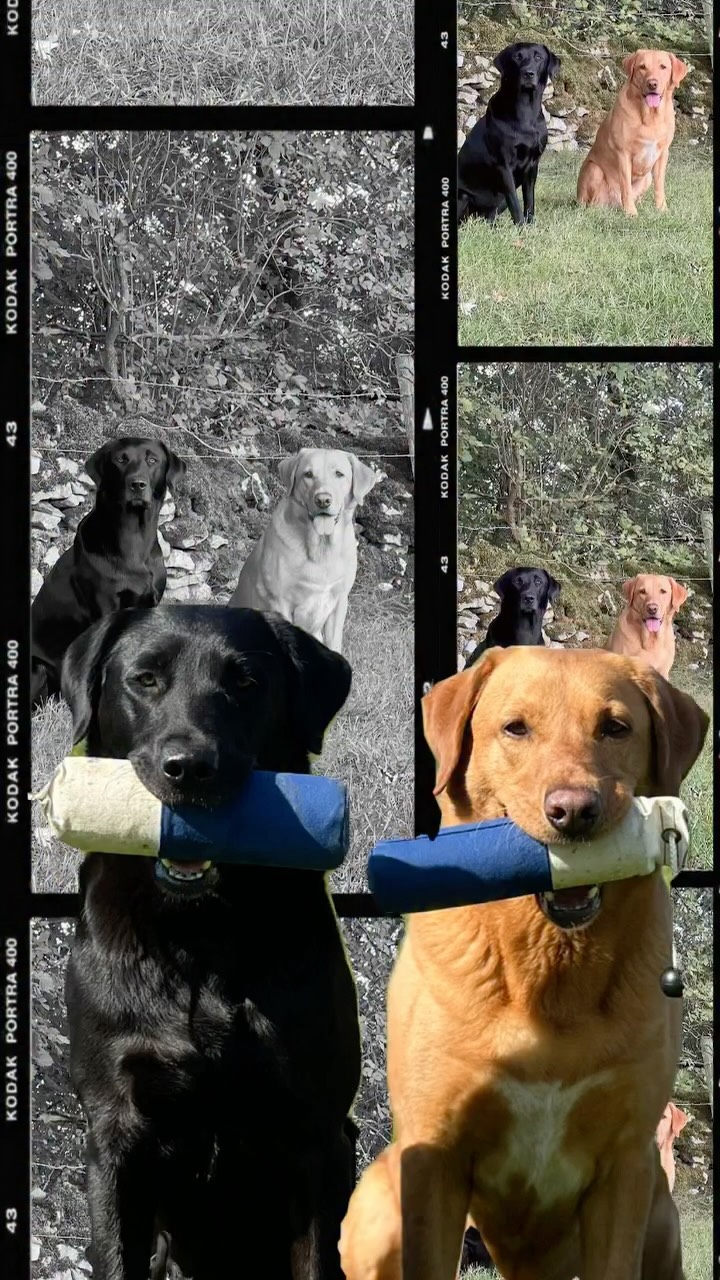 They don’t just love to work — they need to.
It’s written into every fibre of who they are.
Leave that drive with nowhere to go, and it’ll find its own outlet — chewing, digging, pacing, barking… whatever gives that mind something to do.
They’re not being “naughty”.
They’re just under-worked mentally before they’re tired ?
Working-line Labs are bred for purpose — for structure, problem-solving, teamwork.
They’re the dogs who don’t just want your love… they want your teamwork.
So give them tasks.
Give them challenges.
Let them use the engine they were born with — before it runs off without direction.
Because owning a working-line Labrador isn’t about cuddles on the sofa…
It’s about giving that drive a job.
And when you get that balance right — you’ll see it.
That calm focus, that contentment, that partnership that feels different.
That’s the working-line magic. ✨