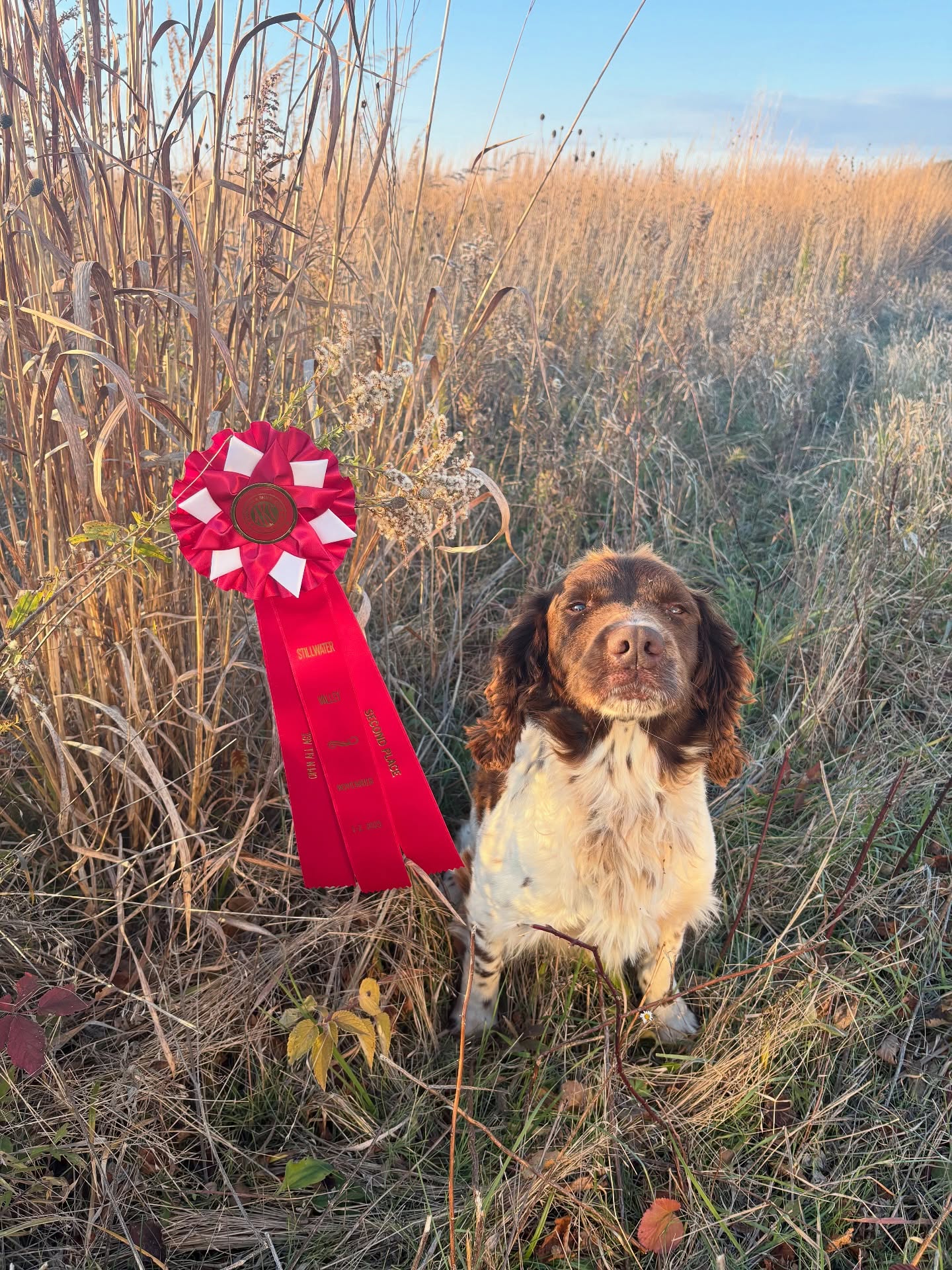 Congratulations to Buzz on his placement at Stillwater Spaniel Field Trial.
Starbury Buzz of Wingfoot
Owner - Ms. Bev
Handler- Todd