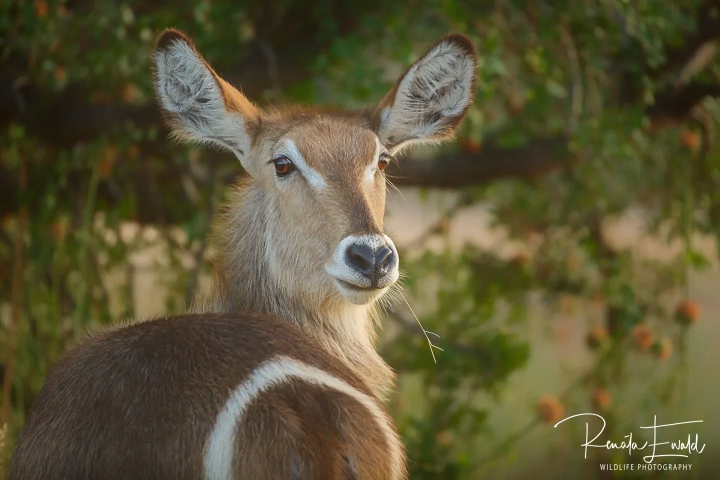 The pretty waterbuck, perfectly created with a heart-shaped nose,big eyes and ears, and fluffy coats. They are #beautiful
Follow:👇
@kedibone_safaris
www.kedibonesafaris.com
E-mail: info@kedibonesafaris.com
#kedibonesafarifamily #myafricandream #waterbuck #exploremopani #generalgame #goldenlight #naturewildlifephotography #specialmoments #krugernationalpark
#bestsafaribyfar #gamedrives #wildlife #wildlifephotography #wildlifelovers #nature #natgeowild #wildographydudette #safariphoto #phalaborwaco #Africa #southafrica #girlpower #wedotourism
@krugernationalpark @phalaborwa.co.za @renataewaldwildlifephotography @meetsouthafrica