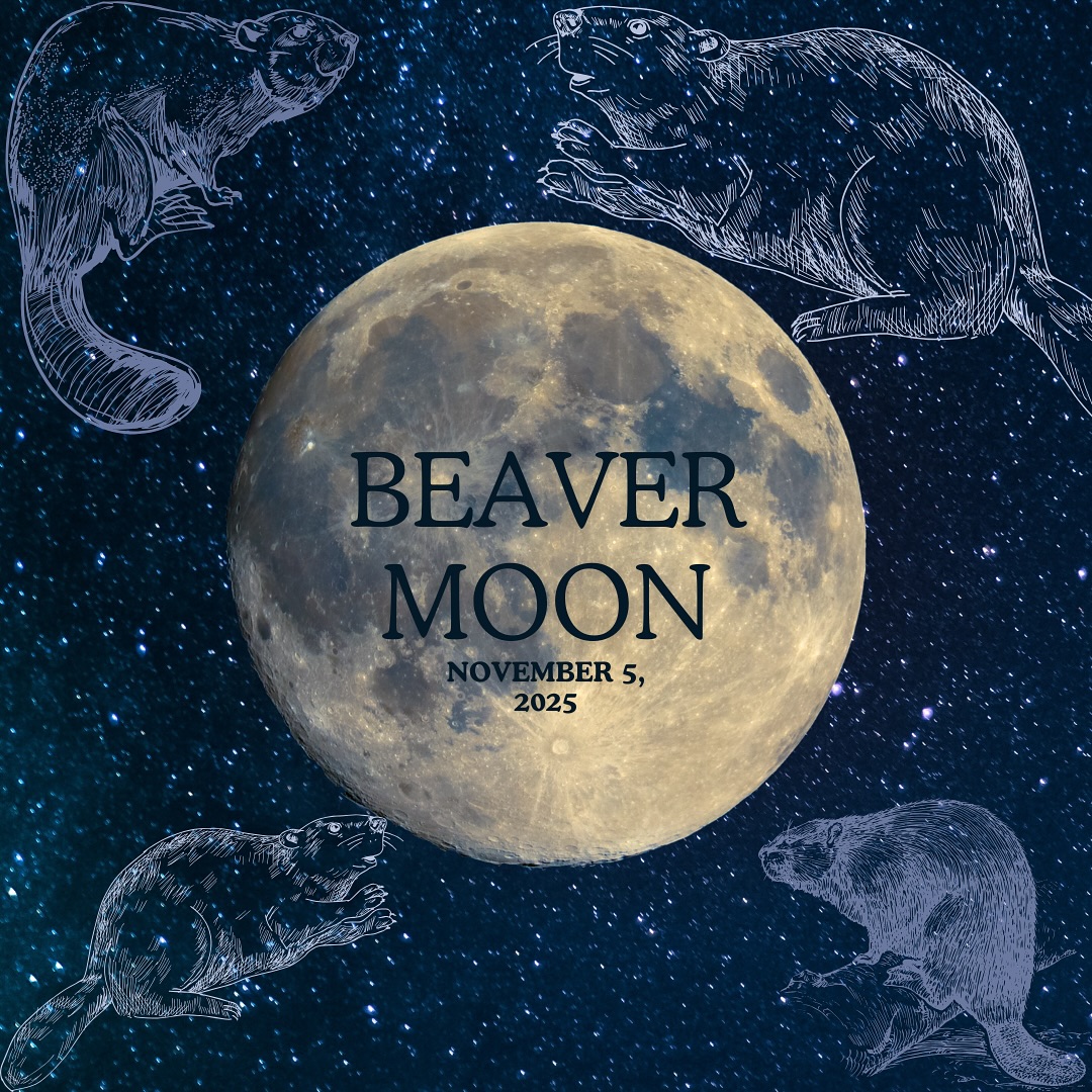 It’s the Beaver Moon! The Beaver Moon is the closest to Earth a supermoon will be in 2025. The full moon will be reaching its peak illumination time at 8:19am (EST) on November 5, 2025, so be sure to check it out after nightfall on November 4 to catch a pre glimpse of it. The Beaver Moon will orbit Earth closer than any other full moon of the year (only a short distance of 221,817 miles). ????
Where does the name Beaver Moon come from? Like most full moon names, its origin is rooted in Native American, Colonial American, and European Folklore. In the tradition of naming, each full moon typically represented the month in which it occurred and all phases of the moon, not just the full moon. This time of year, beavers start to take shelter within their lodges, hunkering down for winter. Back when the fur trade was still a bustling business in North America, trappers would catch beavers with their winter coats to sell.
The Beaver Moon is also known as; the Digging or Scratching Moon (Tlingit), Deer Rutting Moon (Dakota/Lakota), Whitefish Moon (Algonquin), Frost Moon, Cree & Assiniboine), and the Freezing Moon (Anishinaabe). #darienct #dariennaturecenter #beavermoon