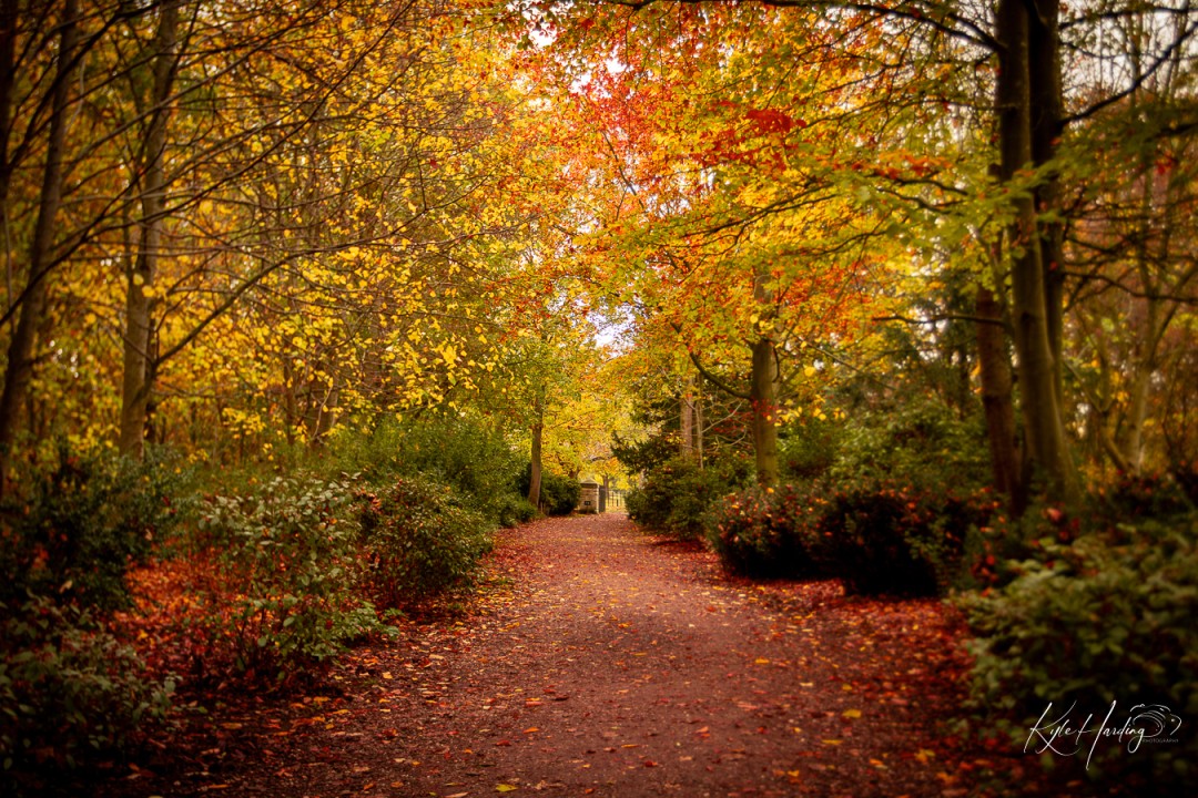There’s something grounding about paths like this one at Croome Court 🍂
A reminder that growth isn’t always loud — sometimes it’s just about noticing the light, the balance, and the way everything slowly comes together.
When I look back at photos like this, I can see how much I’ve learned about composition and patience — not just in photography, but in myself too.
📍 Croome Court, Worcestershire
🌿 Captured on one of those quiet afternoons where everything just felt still.
#NaturePhotography #AutumnVibes #CroomeCourt #NatureWalks #AutumnLeaves #LandscapePhotography #PhotographyJourney #WorcestershirePhotography #NatureInspires #StillnessInNature #PeacefulPlaces #MindfulPhotography #PhotographersLife #WildlifeAndNature #ExploreWithMe #CanonPhotography #UKLandscapes #FindYourCalm #OutdoorPhotography #PathwayToPeace