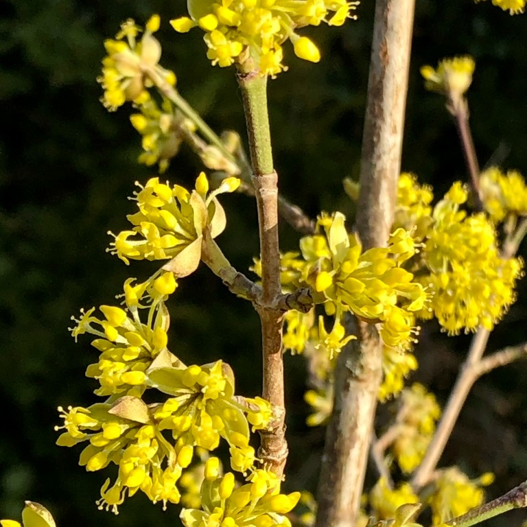 🌿 Kornelkirsche – eine frühe Nahrung besonders für Bienen & Hummeln 🐝
Wenn es im Garten noch ganz ruhig ist,
ist sie schon da:
die Kornelkirsche (Cornus mas).
Ihre leuchtend gelben Blüten erscheinen oft schon Ende Februar – und sind für Bienen und Hummeln die erste wichtige Nahrungsquelle des Jahres. 💛
Im Herbst schmückt sie sich dann mit roten, essbaren Früchten, die nicht nur Vögel lieben, sondern sich auch wunderbar zu Marmelade oder Likör verarbeiten lassen.
Das Beste? Die Kornelkirsche ist pflegeleicht, trockenheitsresistent und perfekt für den Naturgarten im Klimawandel. 🌳
Ein Strauch, der das ganze Jahr über Leben, Farbe und Freude schenkt – für Mensch, Tier und Natur. 💚
Habt ihr schon eine Kornelkirsche im Garten? Jetzt wäre der richtige Zeitpunkt zum Pflanzen 💚
#kornelkirsche #cornusmas #bienenfreundlich #naturgarten #wildobst #gartenliebe #gartentipps #insektenfreundlich #frühblüher #gartenideen #klimafreundlichergarten #garteninspiration #pflanzentipps #naturnah #gartenglück #bienenweide #vogelfreundlich #nachhaltiggärtnern