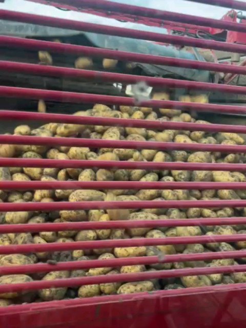 Pietje precies👁️📟
Dit rooiseizoen hebben we iets nieuws geprobeerd. Wij telen veel aardappelen voor de supermarkt en dan is het belangrijk dat ze voldoen aan allerlei eisen, onder andere hoe groot ze zijn📏
Meestal is de gewenste maat tussen de 35mm. en de 70mm., maar de natuur doet natuurlijk wat ze zelf wil en daarom zitten er ook kleinere en grotere aardappelen tussen🤔
Een camera op de aardappelrooier helpt ons om precies te meten hoeveel aardappels we in welke maat hebben📷📟
Belangrijke informatie voor de fabriek als ze moeten gaan wassen en inpakken. Die weet dan wat er netto uit zo'n partij overblijft en hoeveel te grote of kleine er overblijven waar een andere bestemming voor gevonden moet worden📞🚚
Wij kunnen zelf deze informatie koppelen aan een nauwkeurige locatie in het veld en zo in de toekomst nog beter sturen op de gewenste maten🔝🥔 Zo zie je dat er altijd weer manieren zijn om het nog beter te doen🤠
#hoekschewaardappel
#aardappeloogst2025
#harvesteye
#PotatoNext
#onzeboerderij
#powertothepieper
#farmlife