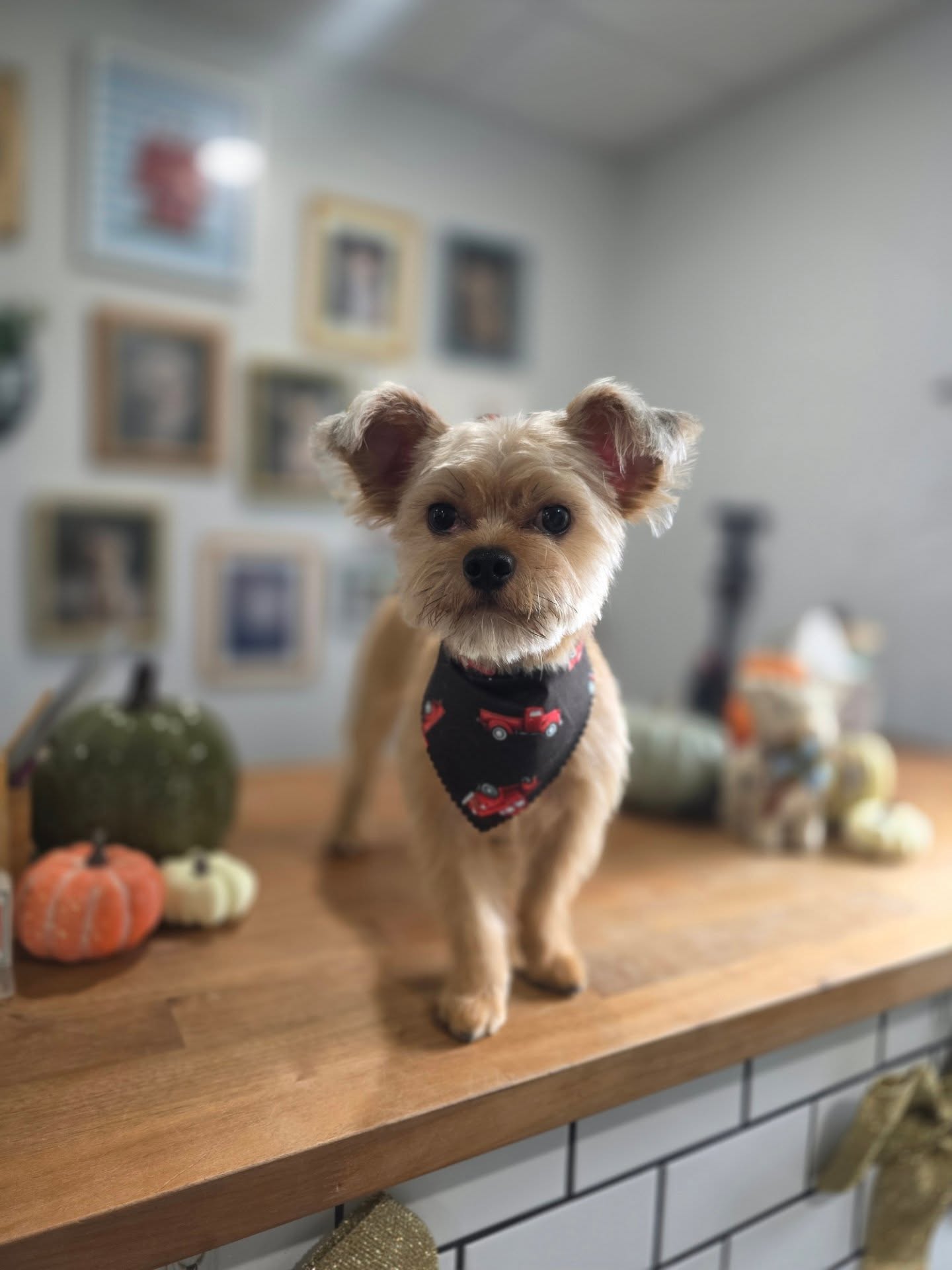 Mr. Slinky đ¶
#tobysgroomingplace #tomasthedalmatian #4esmejorque2 #lakelandfl #plantcityfl #yorkieshihtzu #yorkiemix #shihtzumix #terrier #terriermix #yorkiegram #shihtzusgram #yorkielove #shihtzu