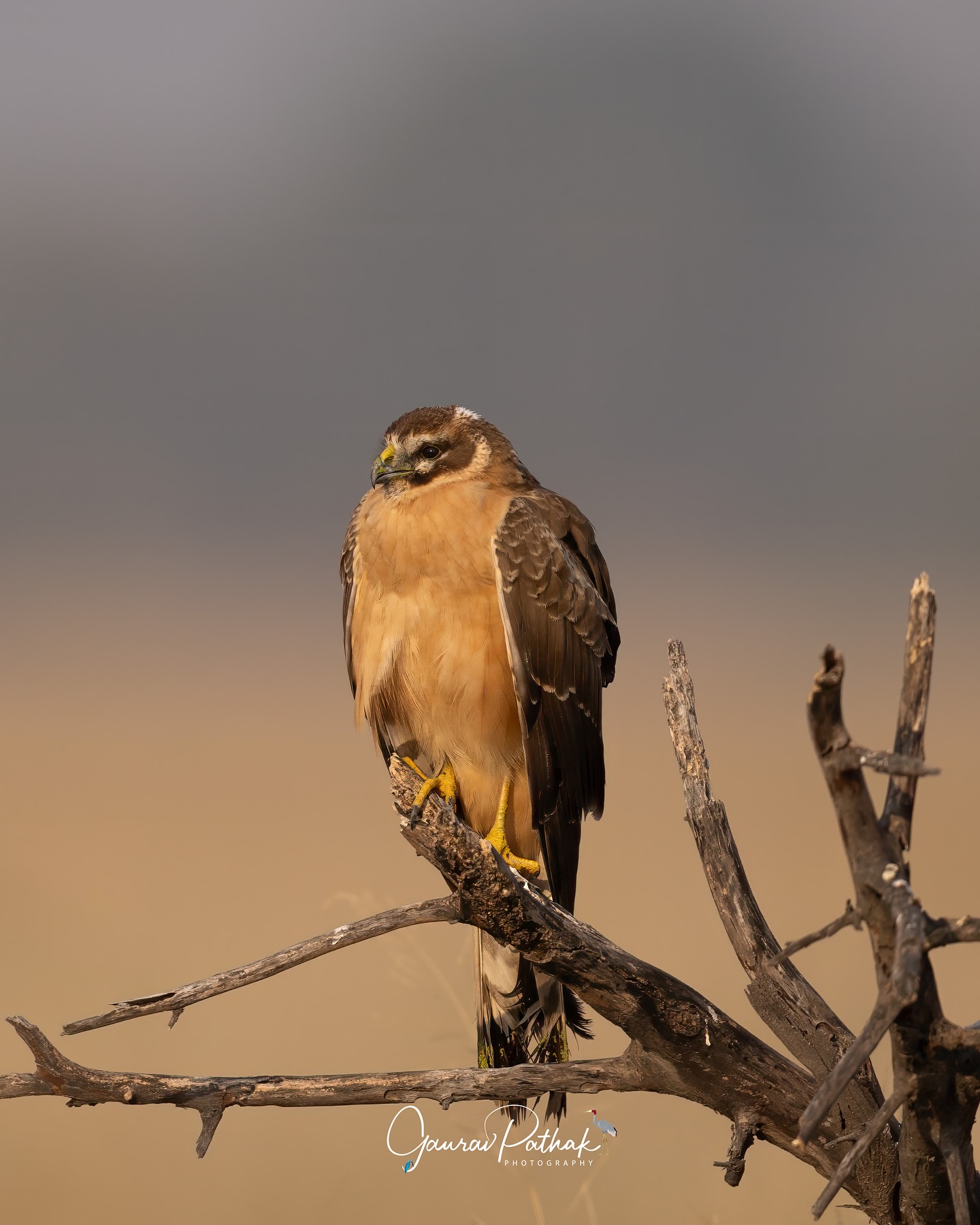 Montagu’s Harrier (Circus pygargus) – Perched quietly against the backdrop of open fields of Tal Chhapar sanctuary, this slender raptor seemed perfectly at ease—alert eyes scanning the horizon, every feather tuned to the faintest stir in the grass. Unlike the heavier harriers, Montagu’s is built for elegance: long, narrow wings and a slim frame designed for effortless gliding over vast plains. A winter visitor to India, it spends the colder months resting and hunting in these open landscapes before returning to its European breeding grounds. There’s a stillness to it when perched, a kind of measured calm that hides the precision of a hunter built for the skies.
.
Location - Churu, Rajasthan
Shot on Canon R5
Canon RF600mm F4 L IS USM
ISO 250
f/4
1/2000s
.
#canonrf600mmf4 #animalplanet #kings_birds #bbcearth #birdphotographers_of_india #bbcwildlifepotd #best_birds_of_ig #birds_captures #bestbirdshots #bird_brilliance #birds_adored #canonasia #canonedge
#capturedoncanon #birds_nature #discoverychannel #discoverychannelindia #earthcapture #canwithcanon #photoscapeofthemonth #morebirdpics #natgeoindia #natgeoyourshot #nature_brillance #ssptalenthunt #nuts_about_birds #planetbirds #raw_birds #your_best_birds #yourshotphotographer