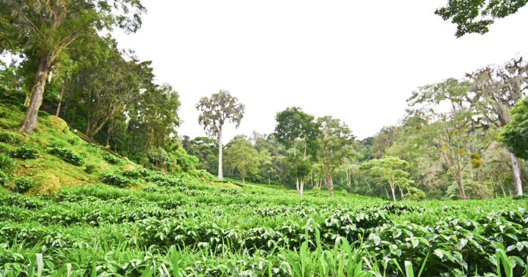 Now serving a microlot from Nicaragua! It’s a bean that’s gone through an anaerobic process (which means the beans were fermented in sealed tanks in a low/no oxygen environment), which has been an experimental process in recent years. Turns out, this innovative method makes some delicious tasting coffee! Taste it on Pourover today! ☕️🌱🇳🇮
#lighthousecoffeebr #ethicallysourced @genuineorigin #nicaraguancoffee #servetheworld