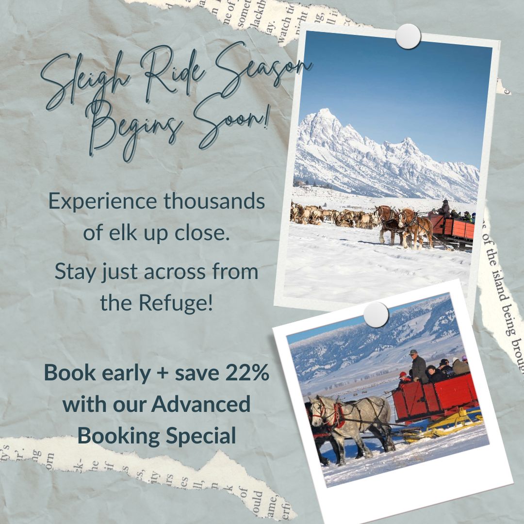 The magic begins soon—horse-drawn sleigh rides on the National Elk Refuge kick off late November! Picture gliding among thousands of elk against a snow-dusted Teton backdrop. ❄️
Plan ahead with our Advanced Booking Special—22% off winter stays (book 14+ days in advance, Oct 5–Apr 30).
#ElkRefugeInn #ElkRefugeSleighRides #JacksonHoleWinter #WyomingMagic #CozyStay