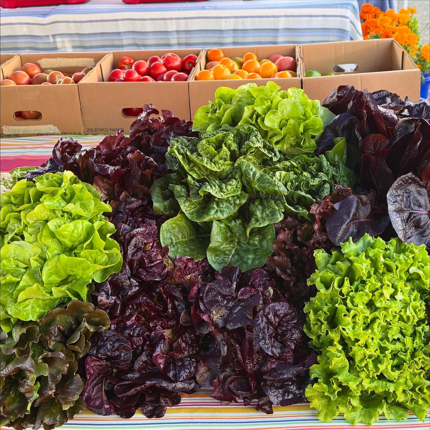 Lettuce, cauliflower, and tomatoes all at the same time! And the last of the Granddaddy Jones sunflowers of the season. See you at the Carrboro Farmers Market on Saturday morning until noon!