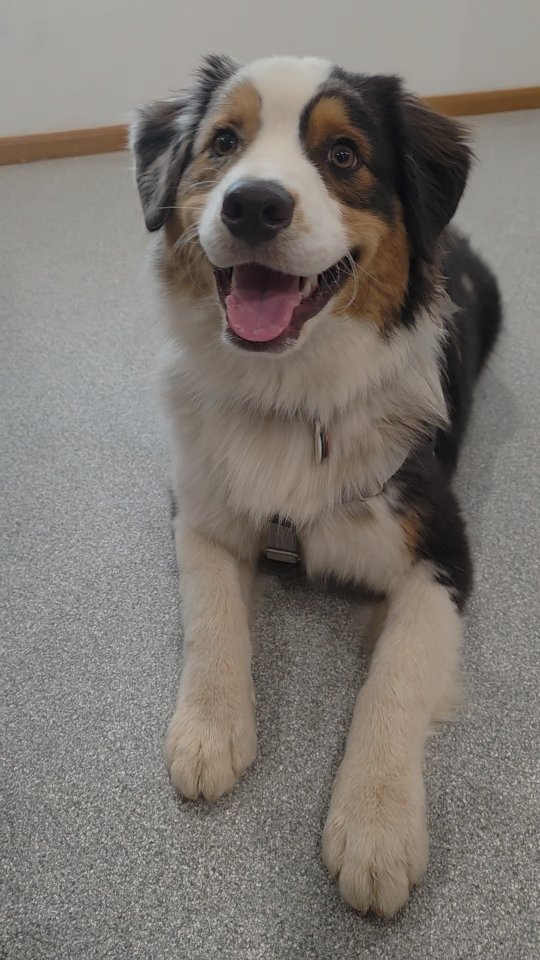 You can’t build confidence on shaky ground.
Start with the basics.
Reinforce calm.
Build trust.
Then the magic happens. 🐶✨
#DogTraining #FoundationsFirst #k9wisdom_dognerd