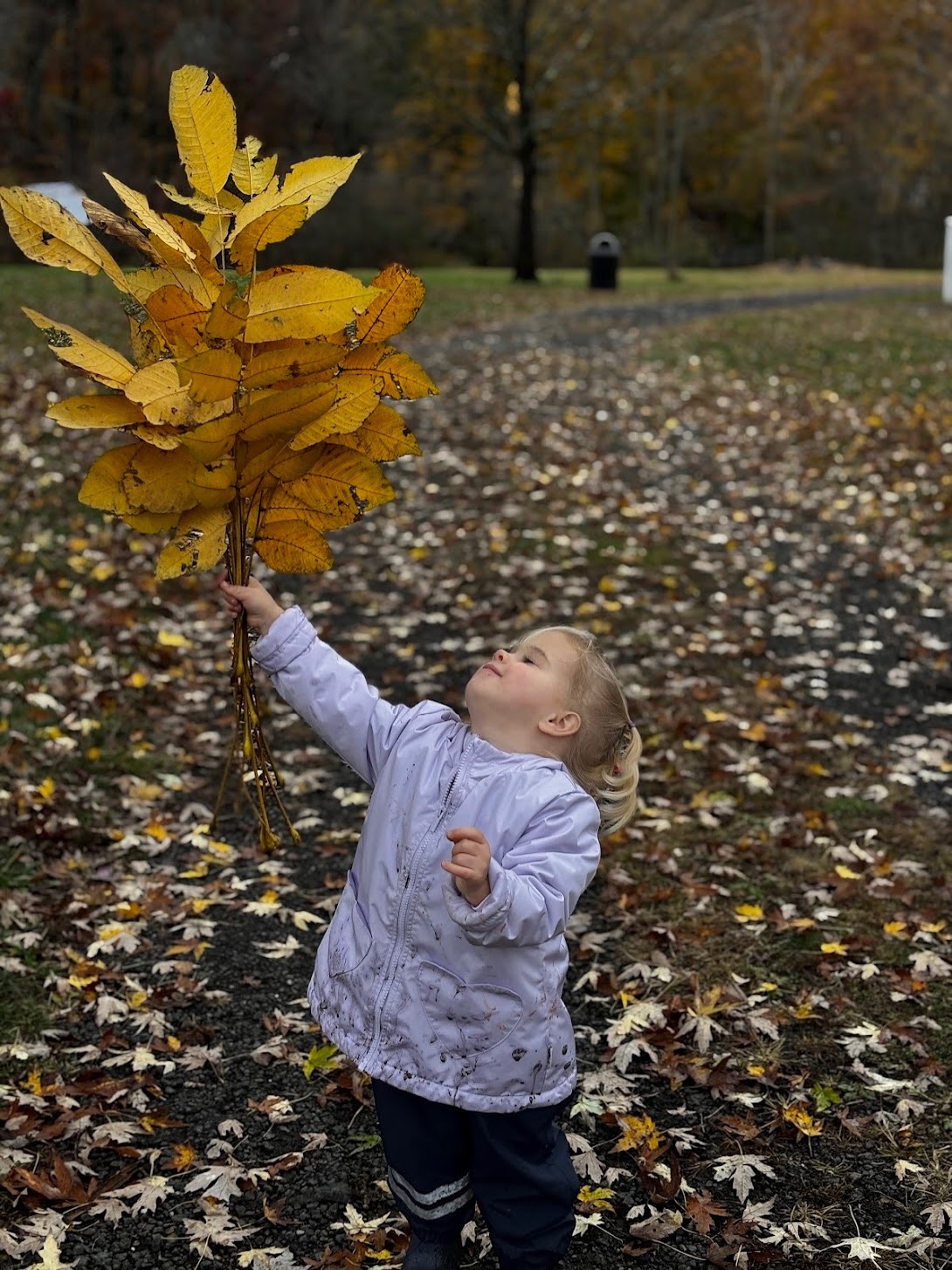 We ?Leaves!! ?✨??? #darienct #dariennaturecenter