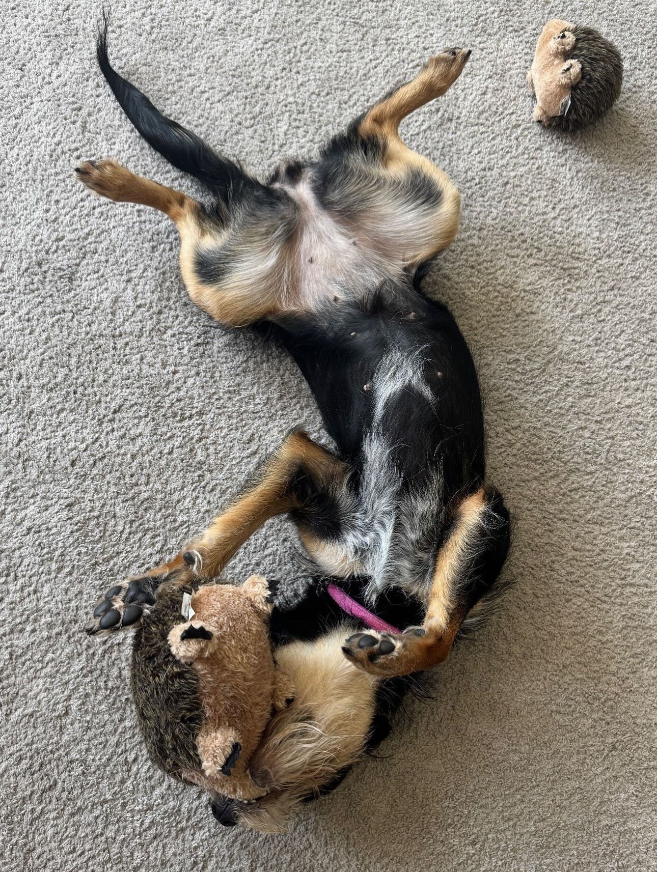Ruby is OFFICIALLY unavailable until Monday.
Sheโs booked, busy, and belly-up.
Happy Friday from our tiny CEO of Chaos ๐พโจ
โ โ
#DelawarePets #DelawareDogs #WilmingtonDE #HockessinDE #PikeCreek #NewarkDE #PetSittingLife #DogWalkerLife #DogsofInstagram #FridayMood #AllCreaturesDE #AllCreaturesPetCare